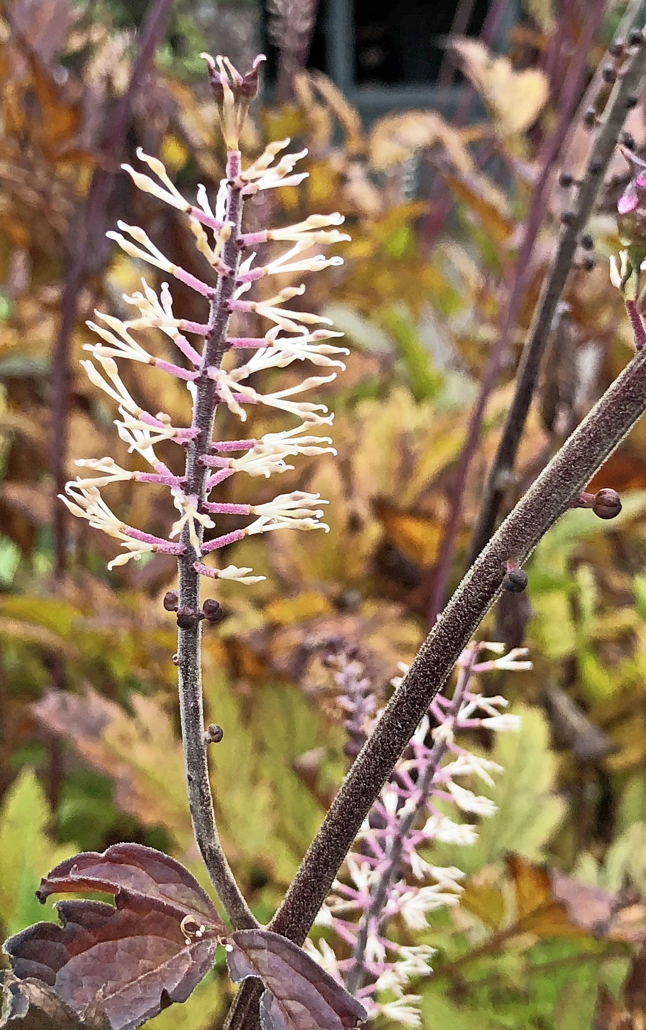 : Cimicifuga racemosa.