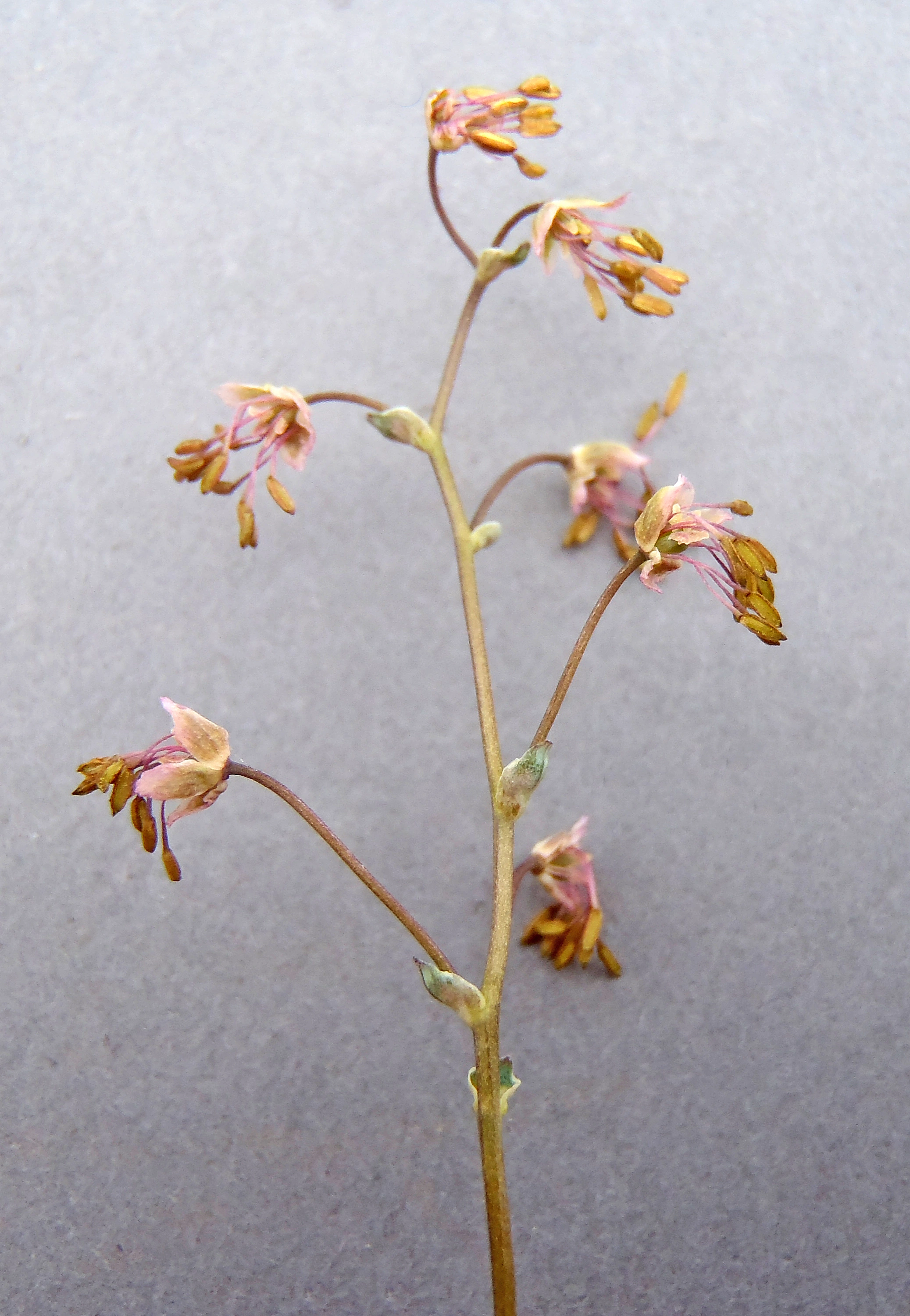 : Thalictrum alpinum.