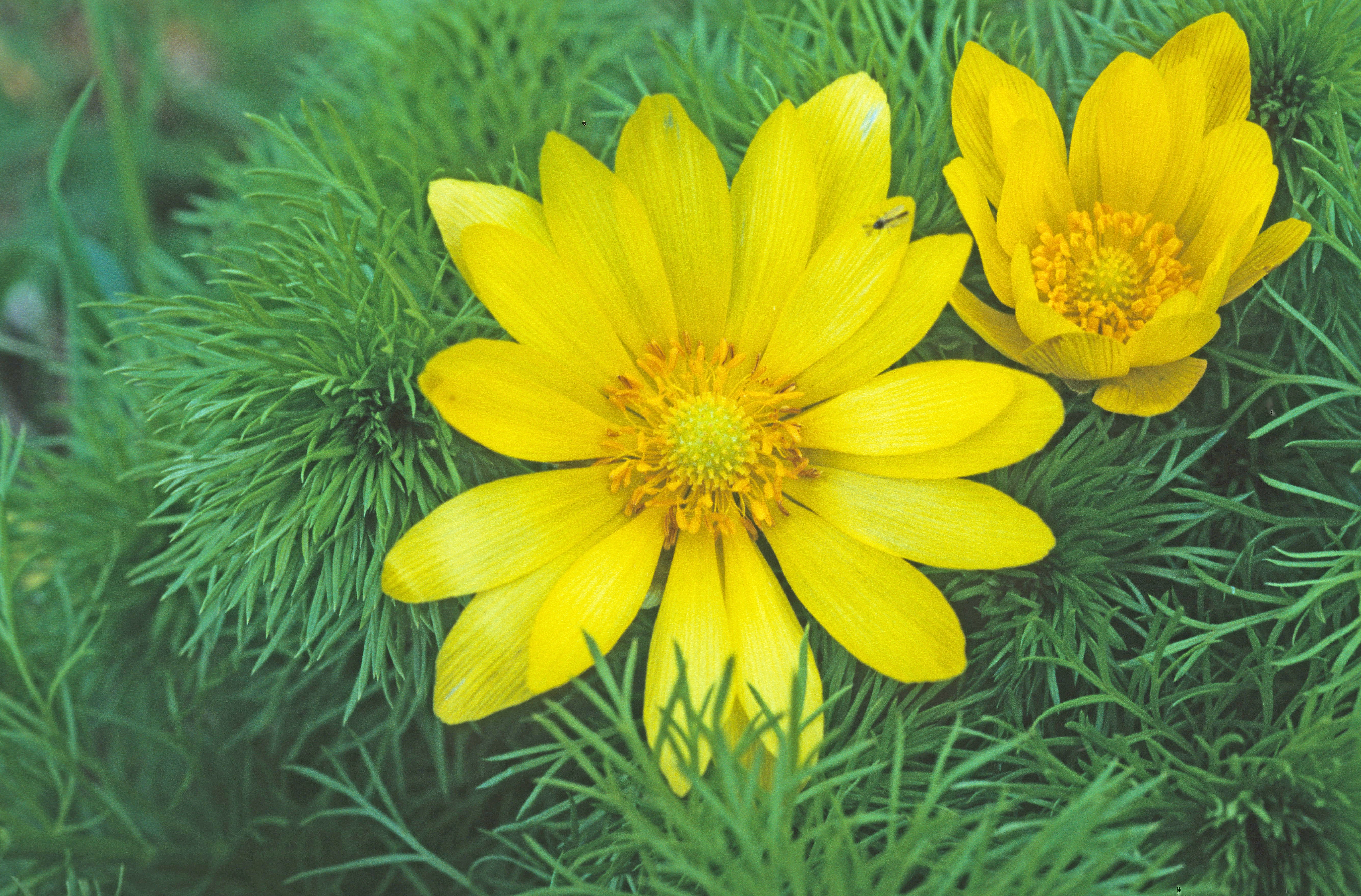 : Adonis vernalis.