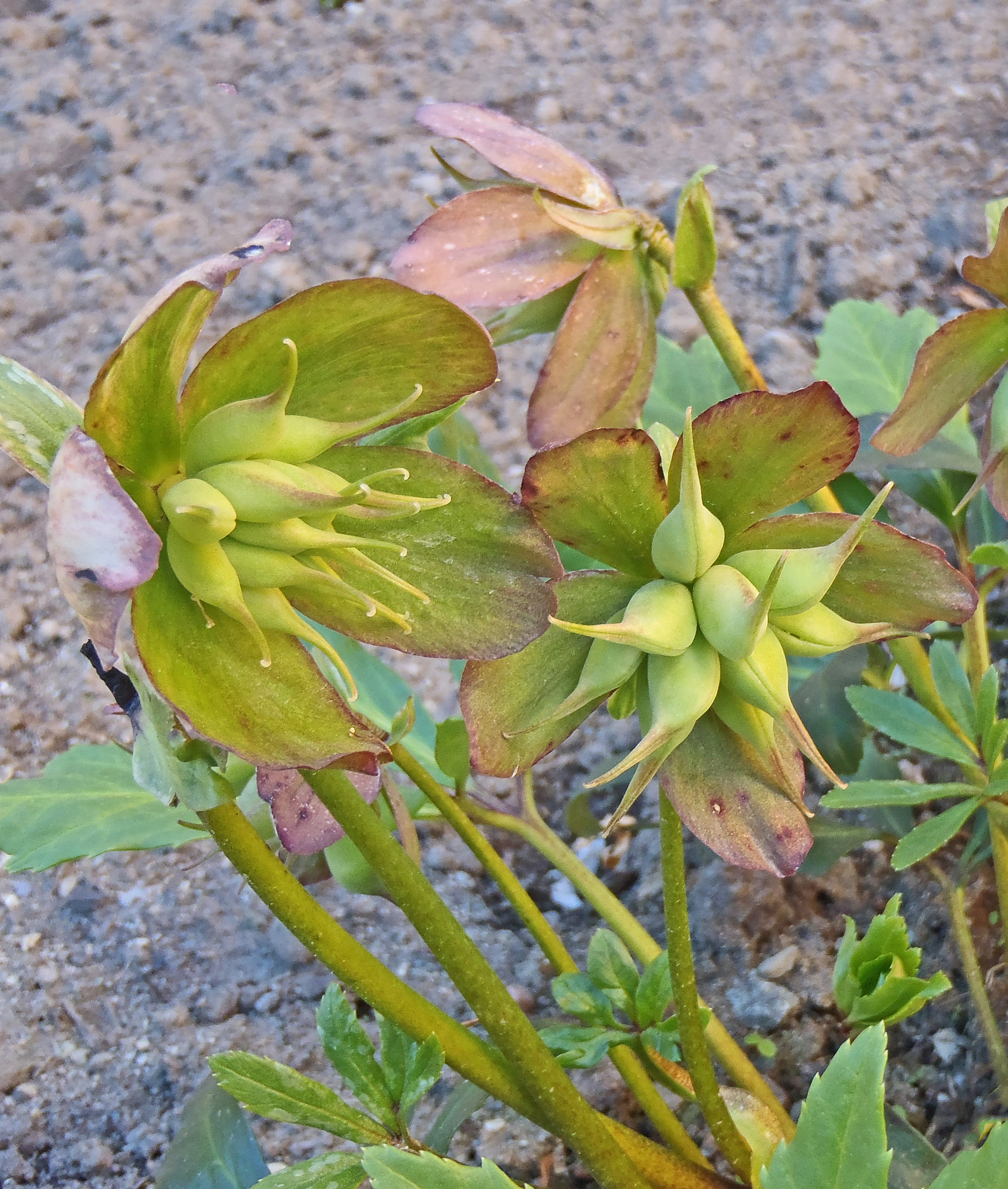 : Helleborus niger.