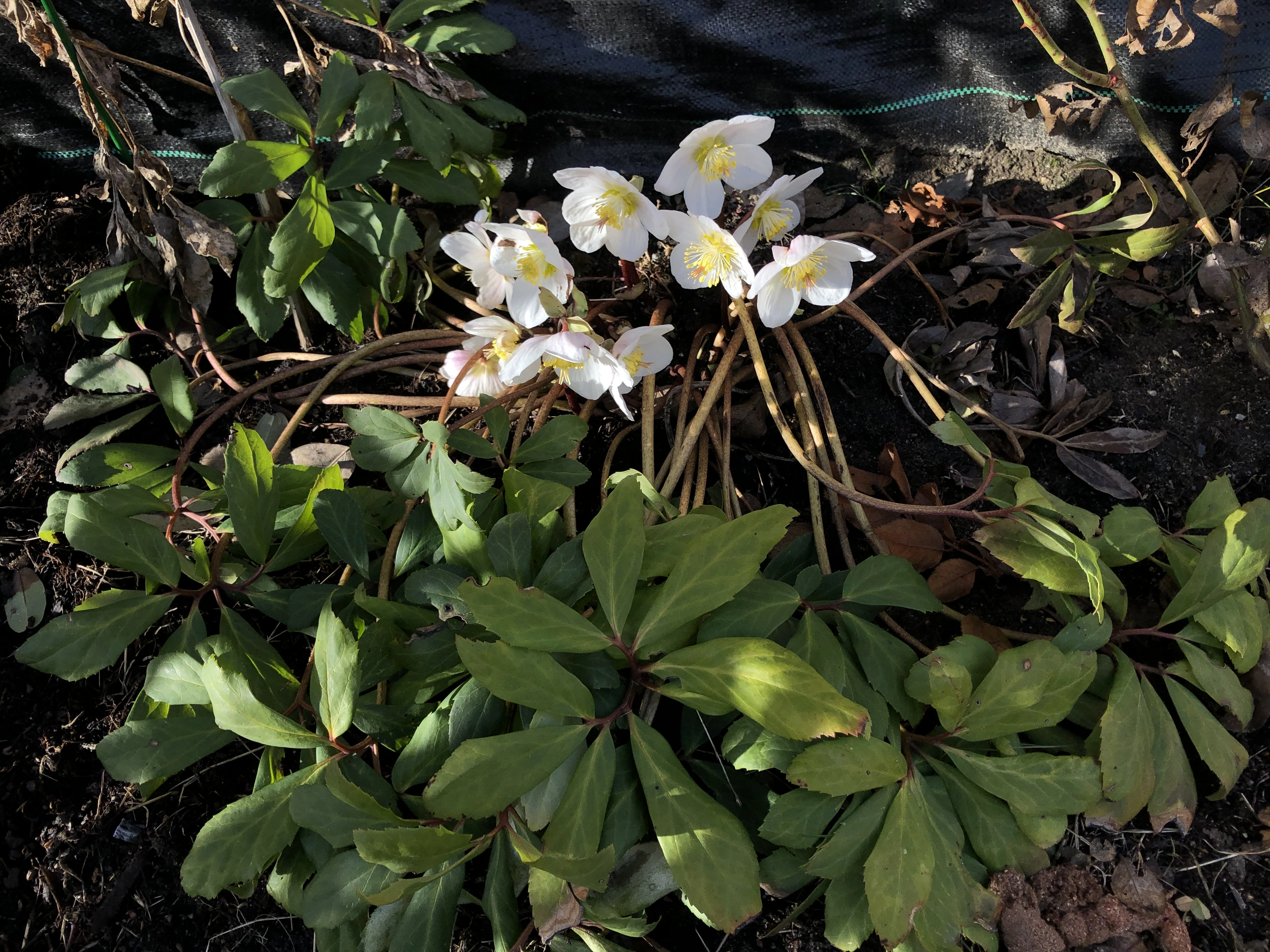 : Helleborus niger.