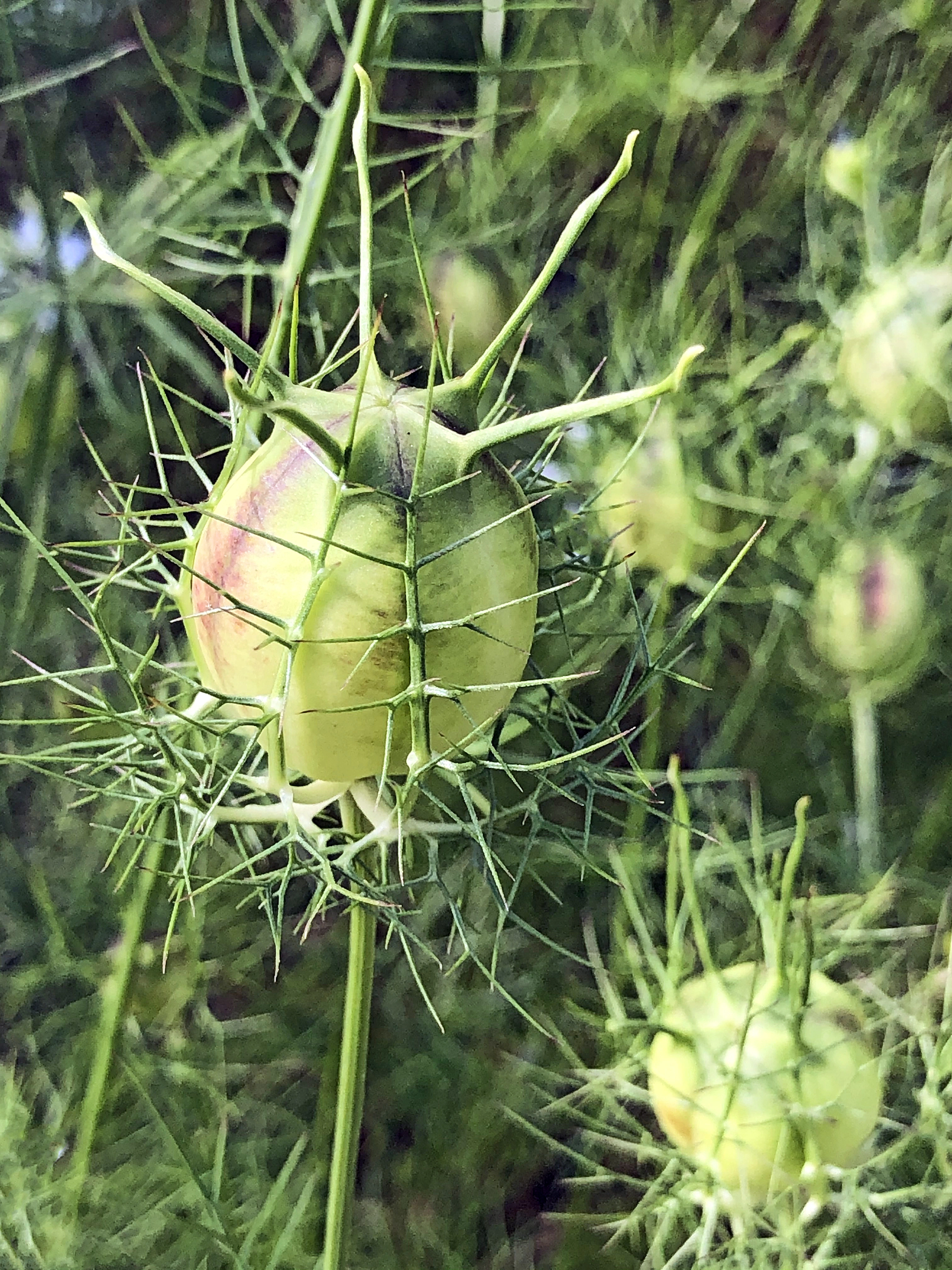 : Nigella damascena.