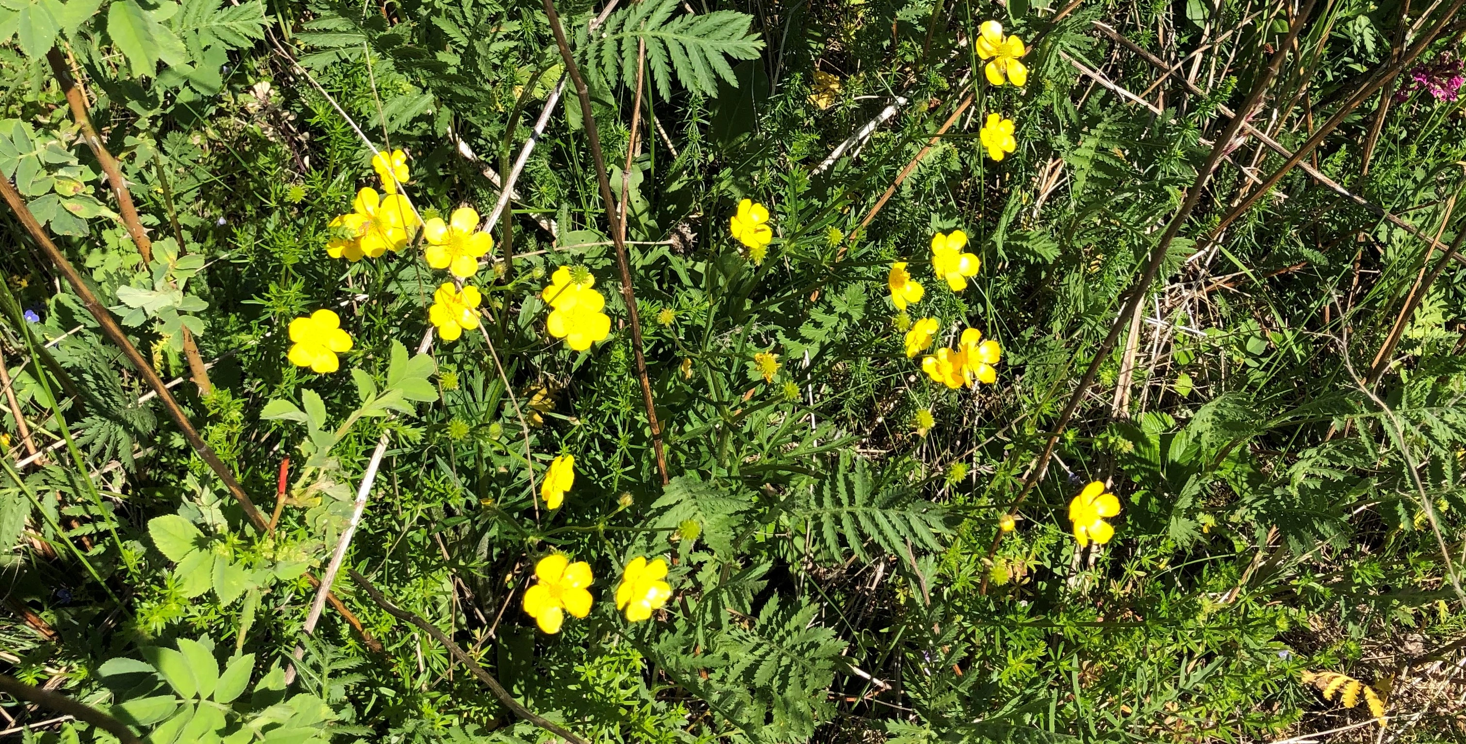 : Ranunculus polyanthemos.