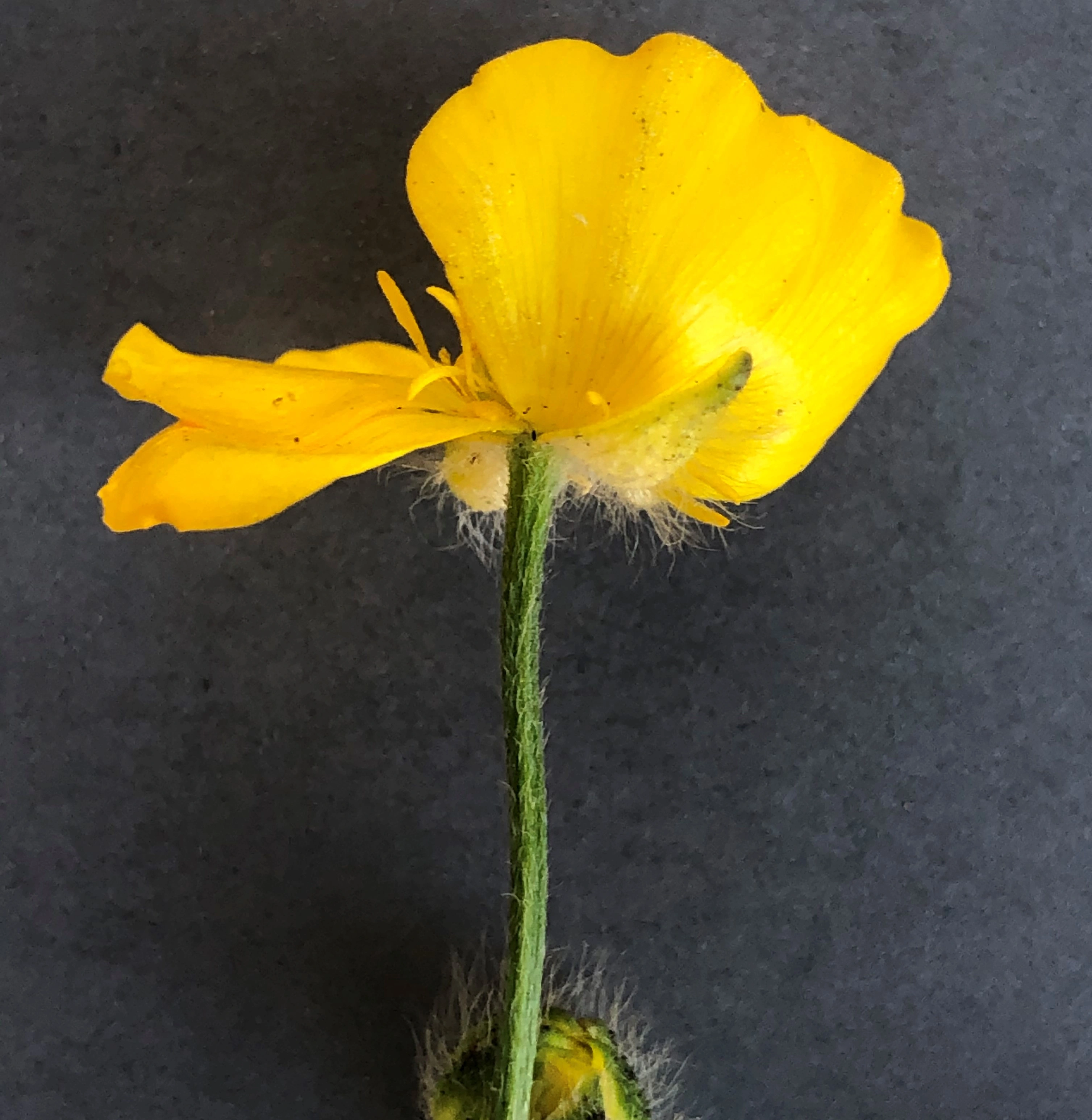 : Ranunculus polyanthemos.