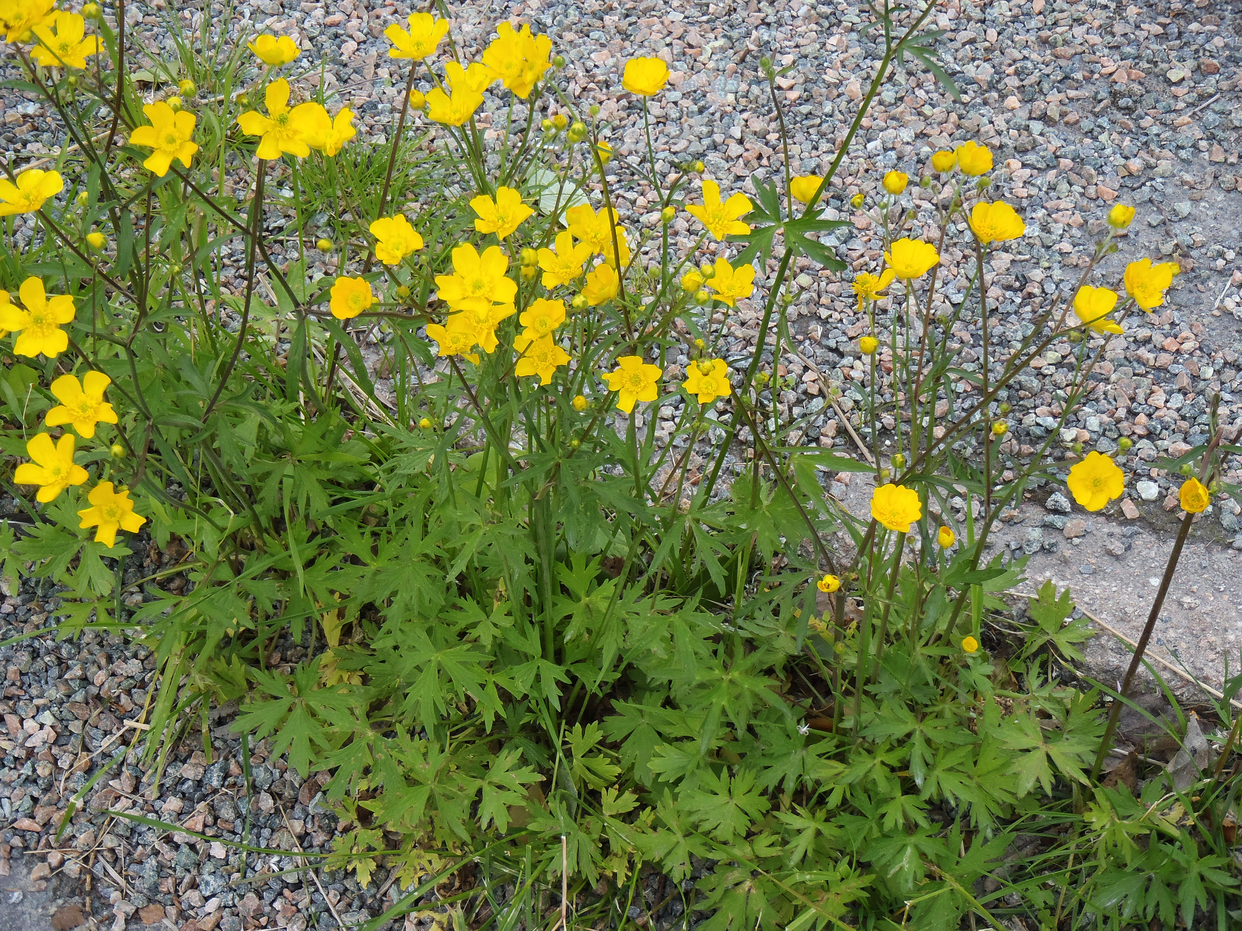 : Ranunculus subborealis villosus.