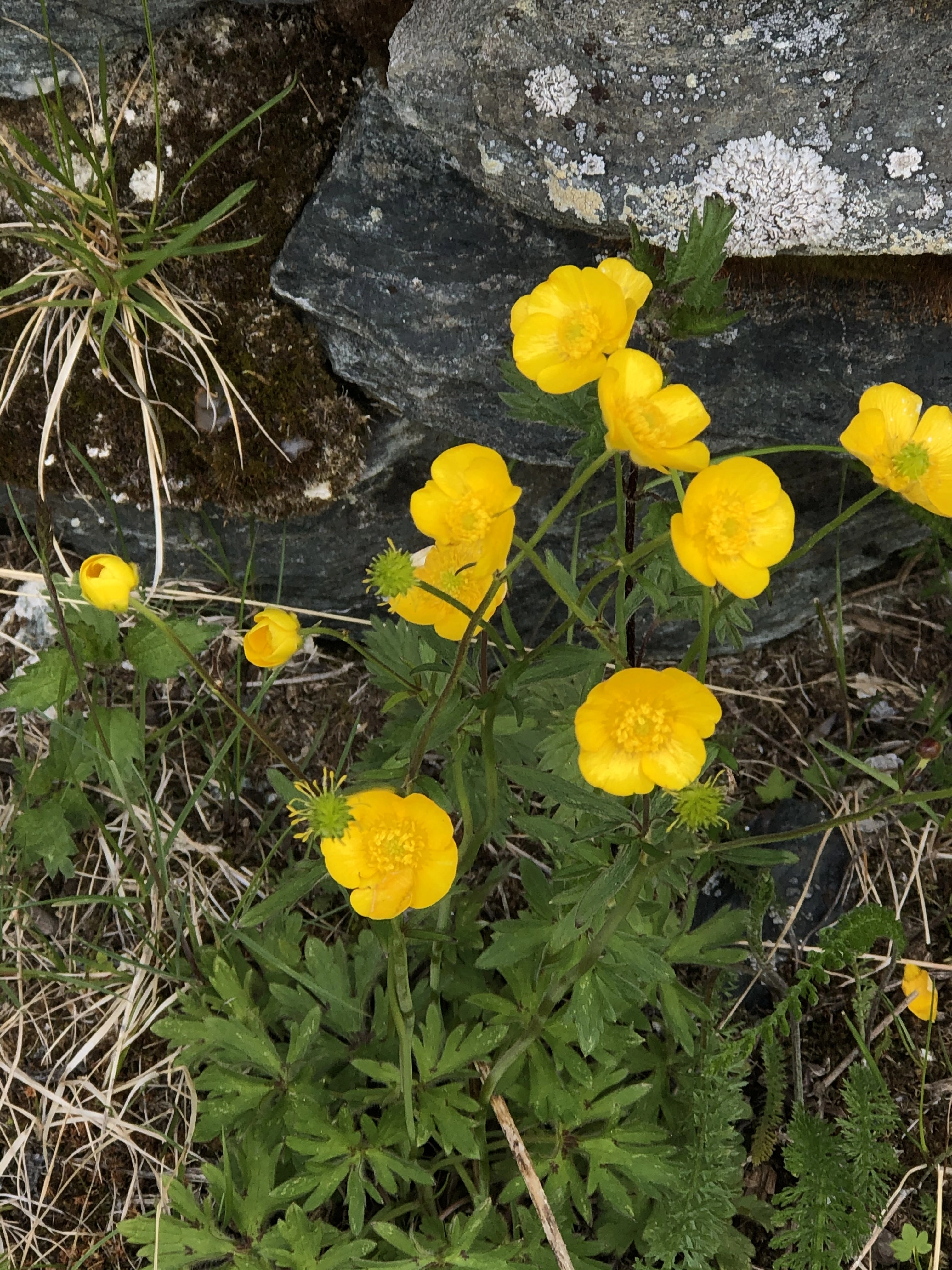 : Ranunculus subborealis villosus.