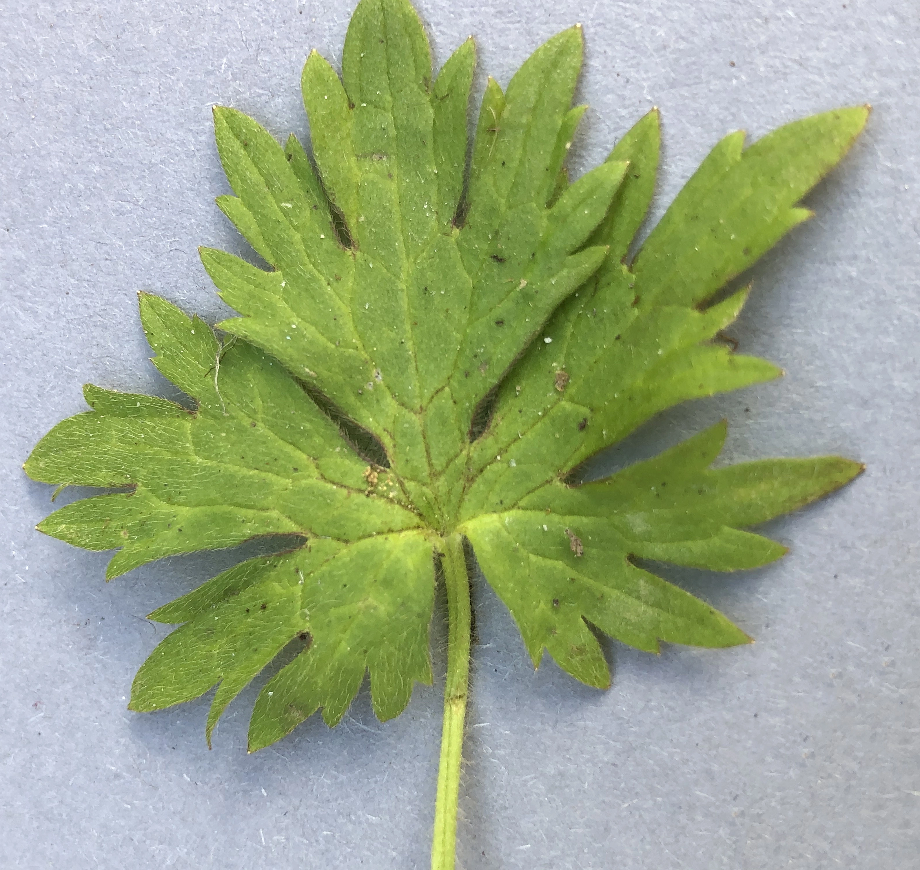 : Ranunculus subborealis villosus.