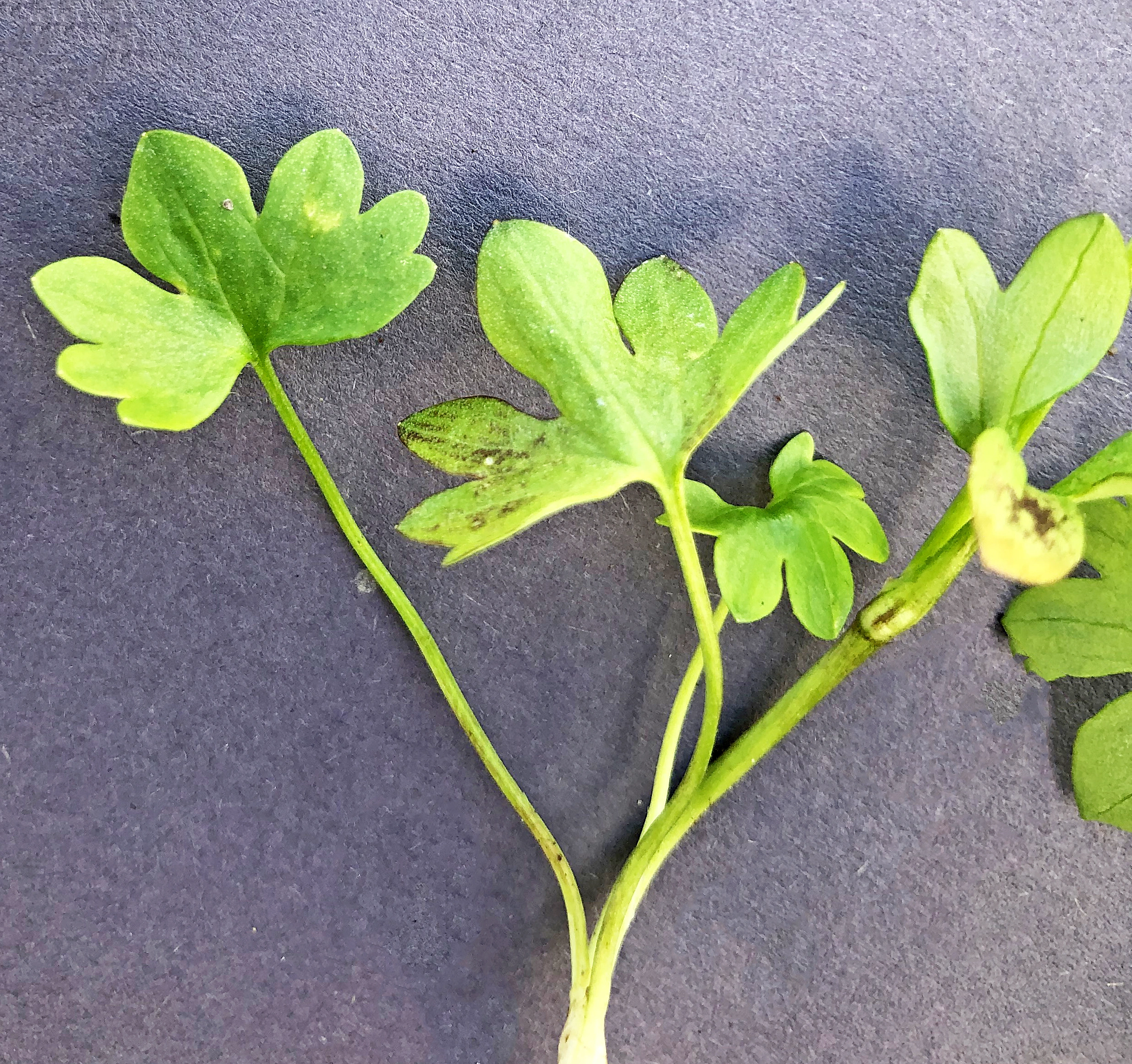 : Ranunculus nivalis.