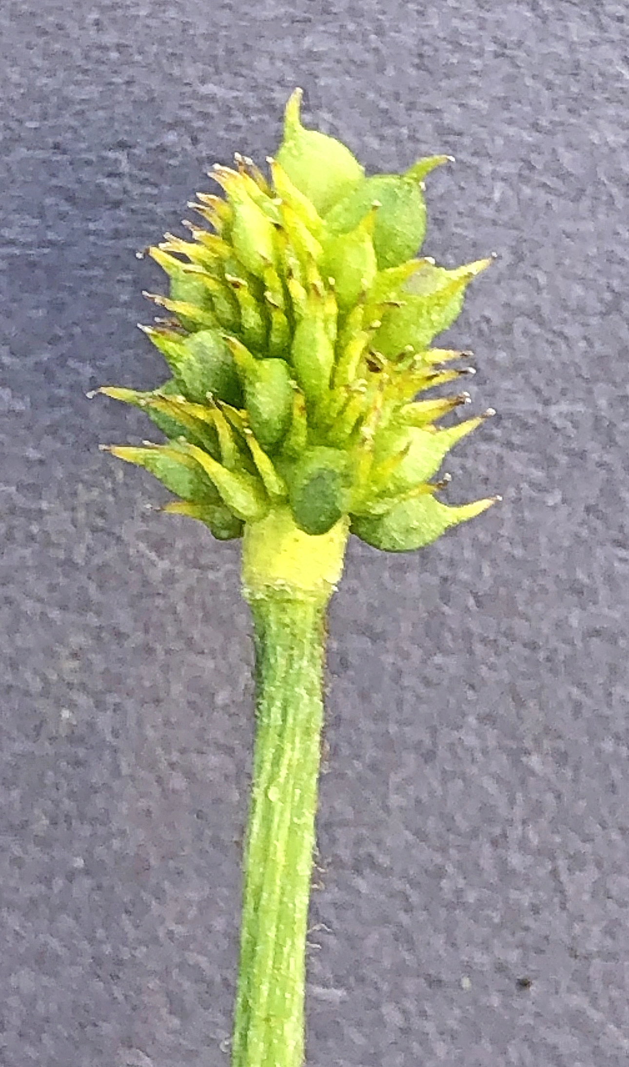 : Ranunculus nivalis.