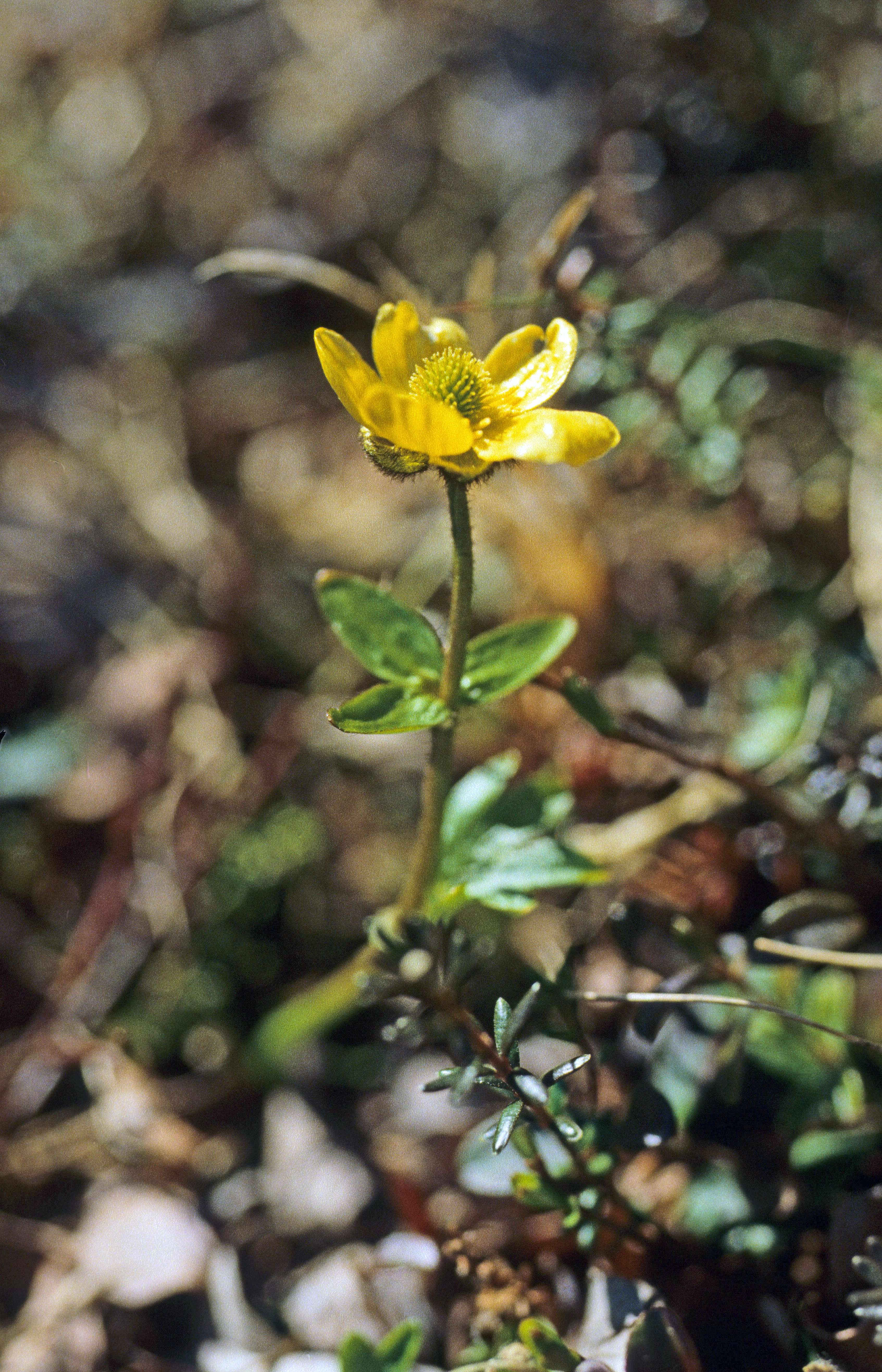 : Ranunculus nivalis.