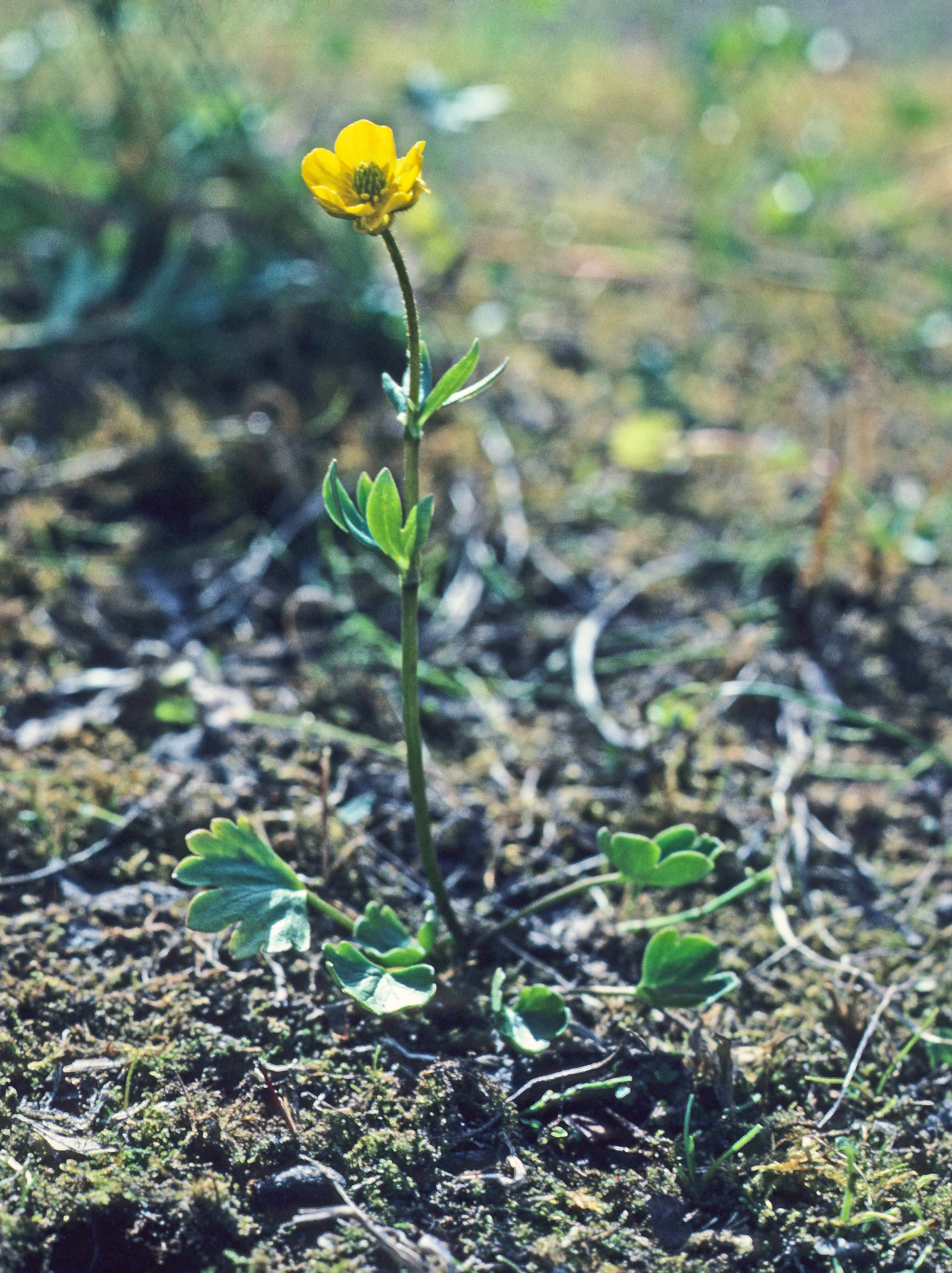 : Ranunculus sulphureus.