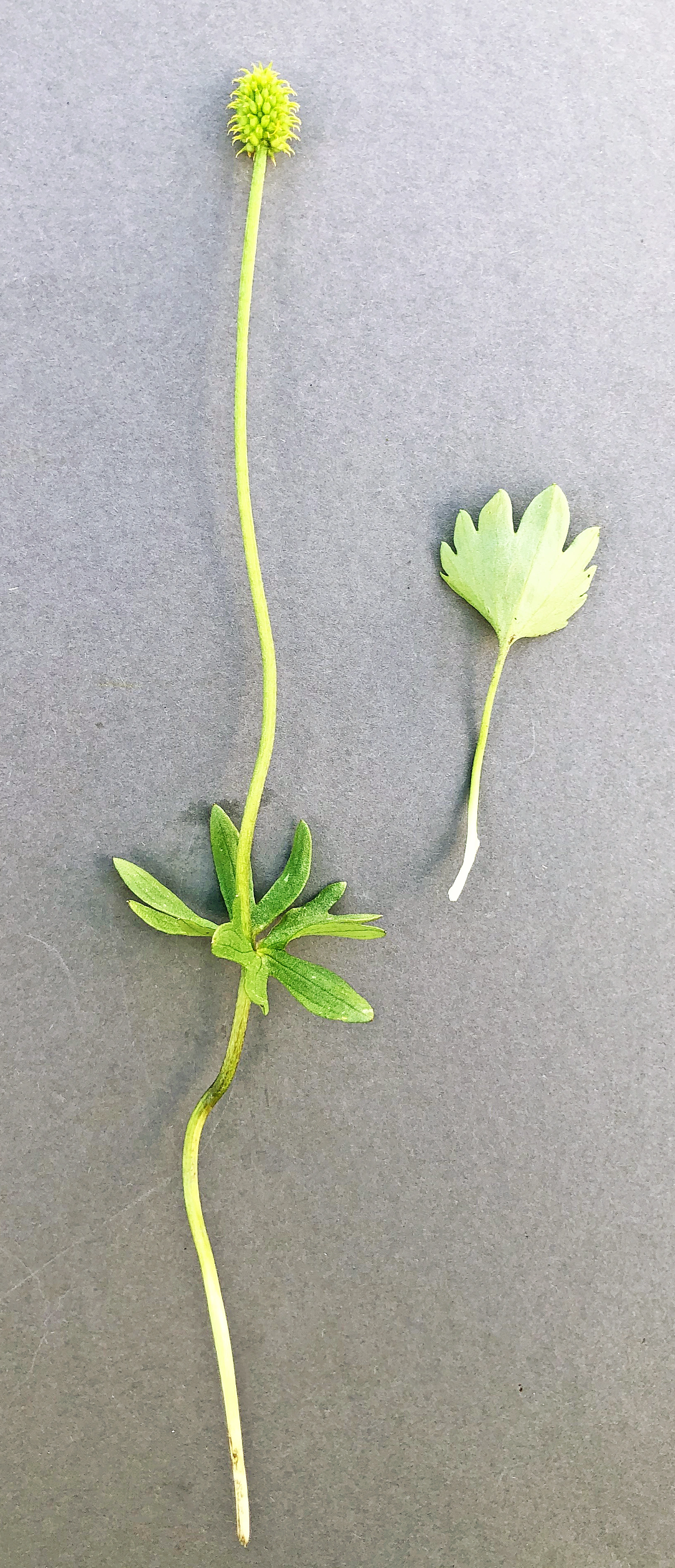 : Ranunculus sulphureus.