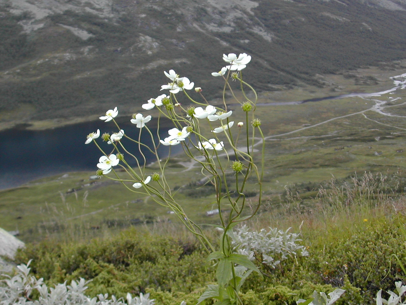 : Ranunculus platanifolius.