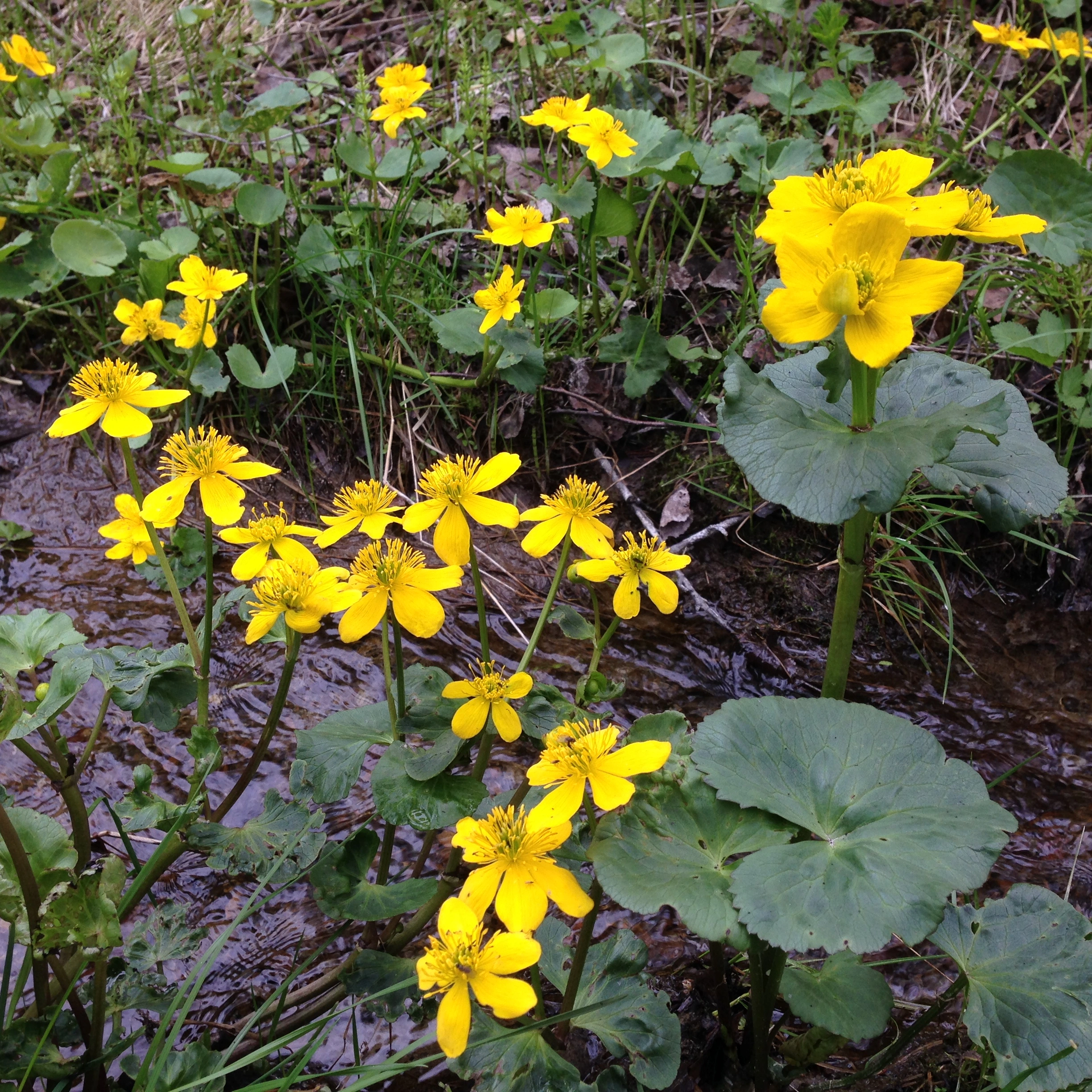 : Caltha palustris.