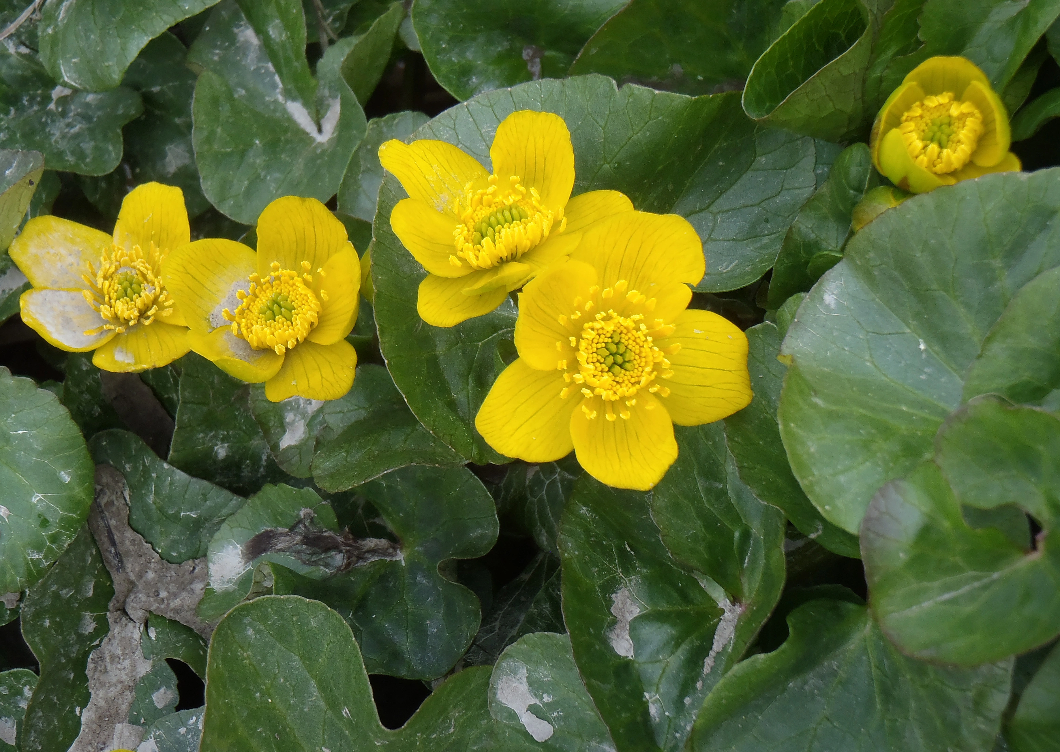 : Caltha palustris palustris.