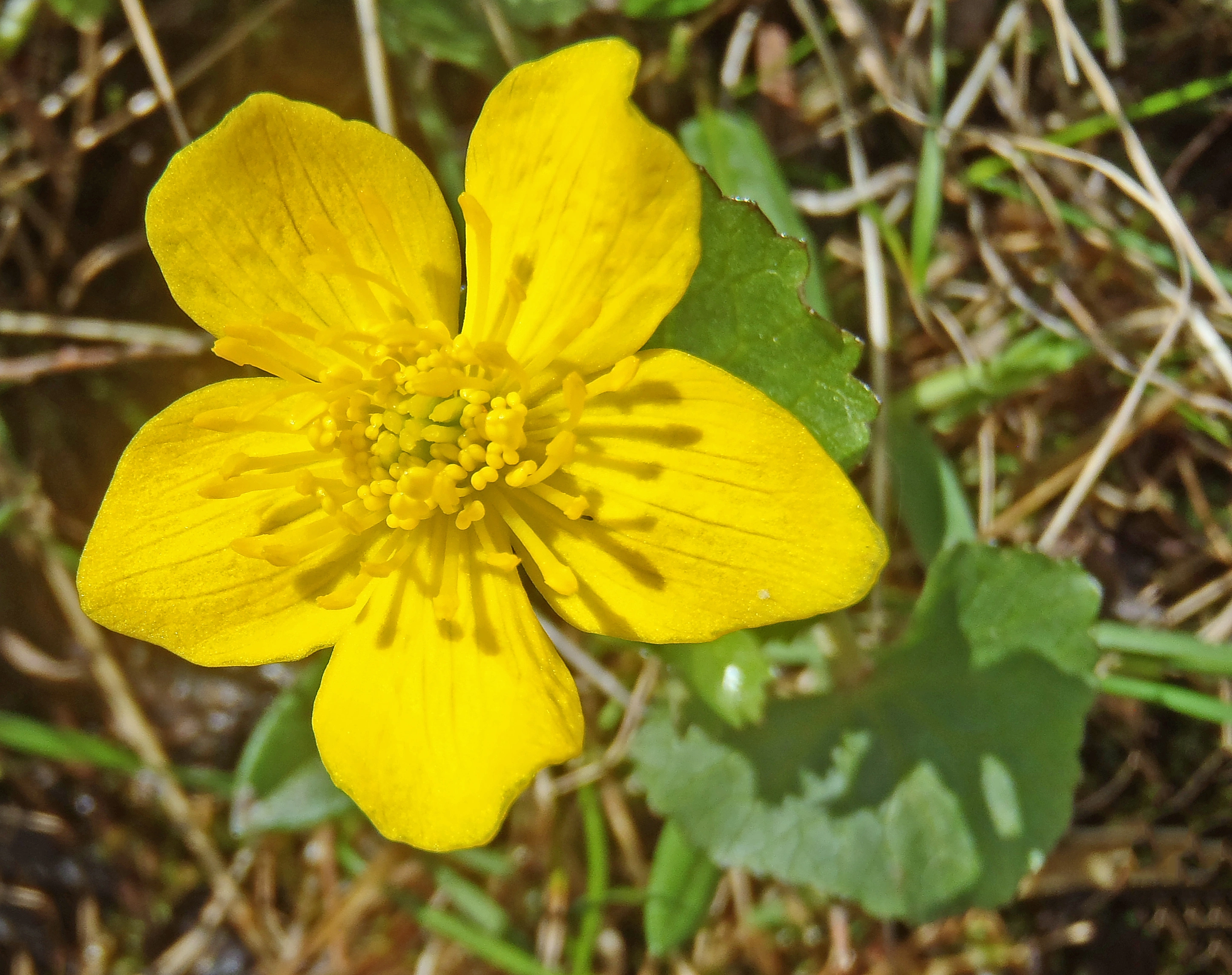 : Caltha palustris radicans.