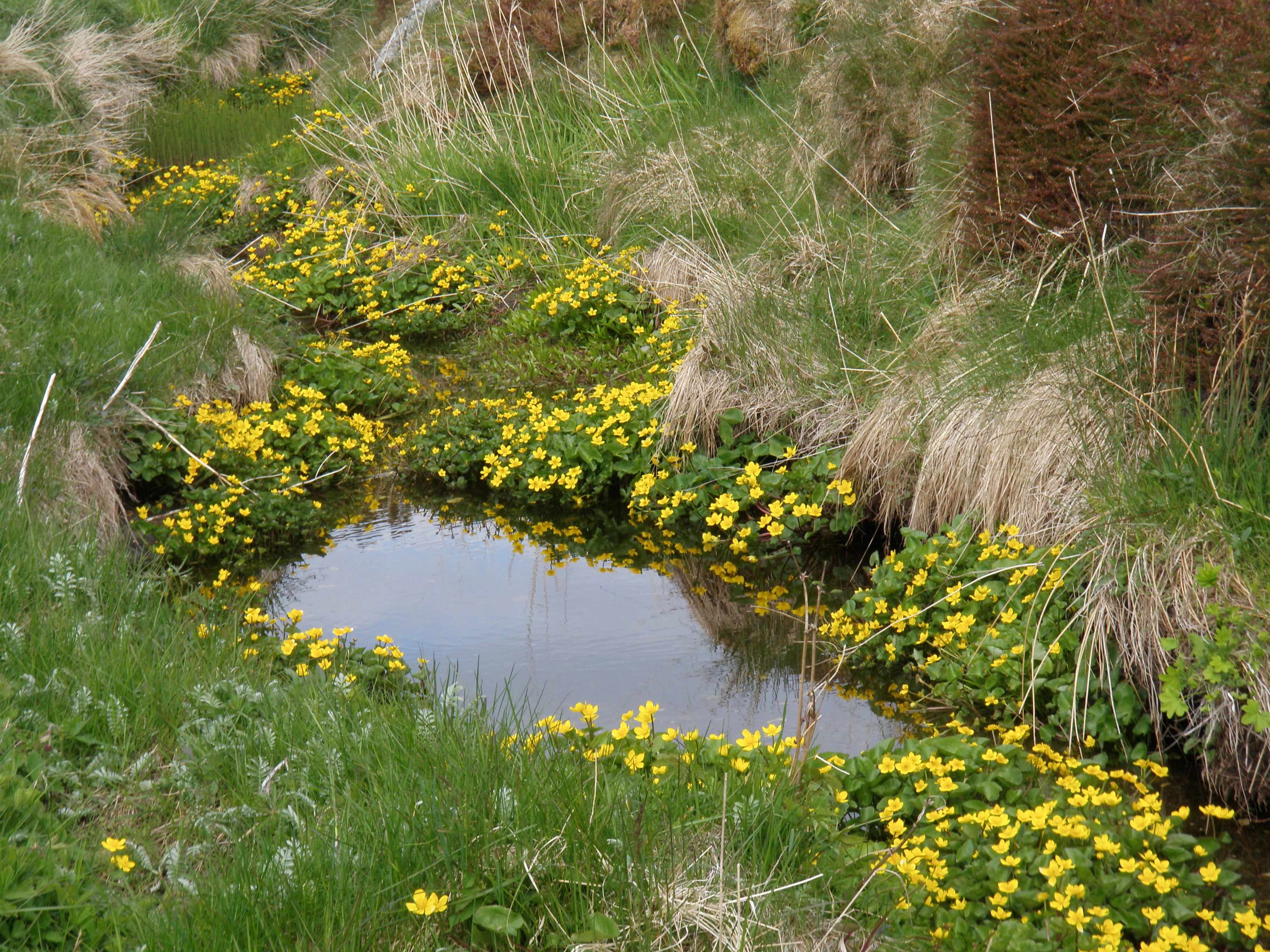 : Caltha palustris radicans.