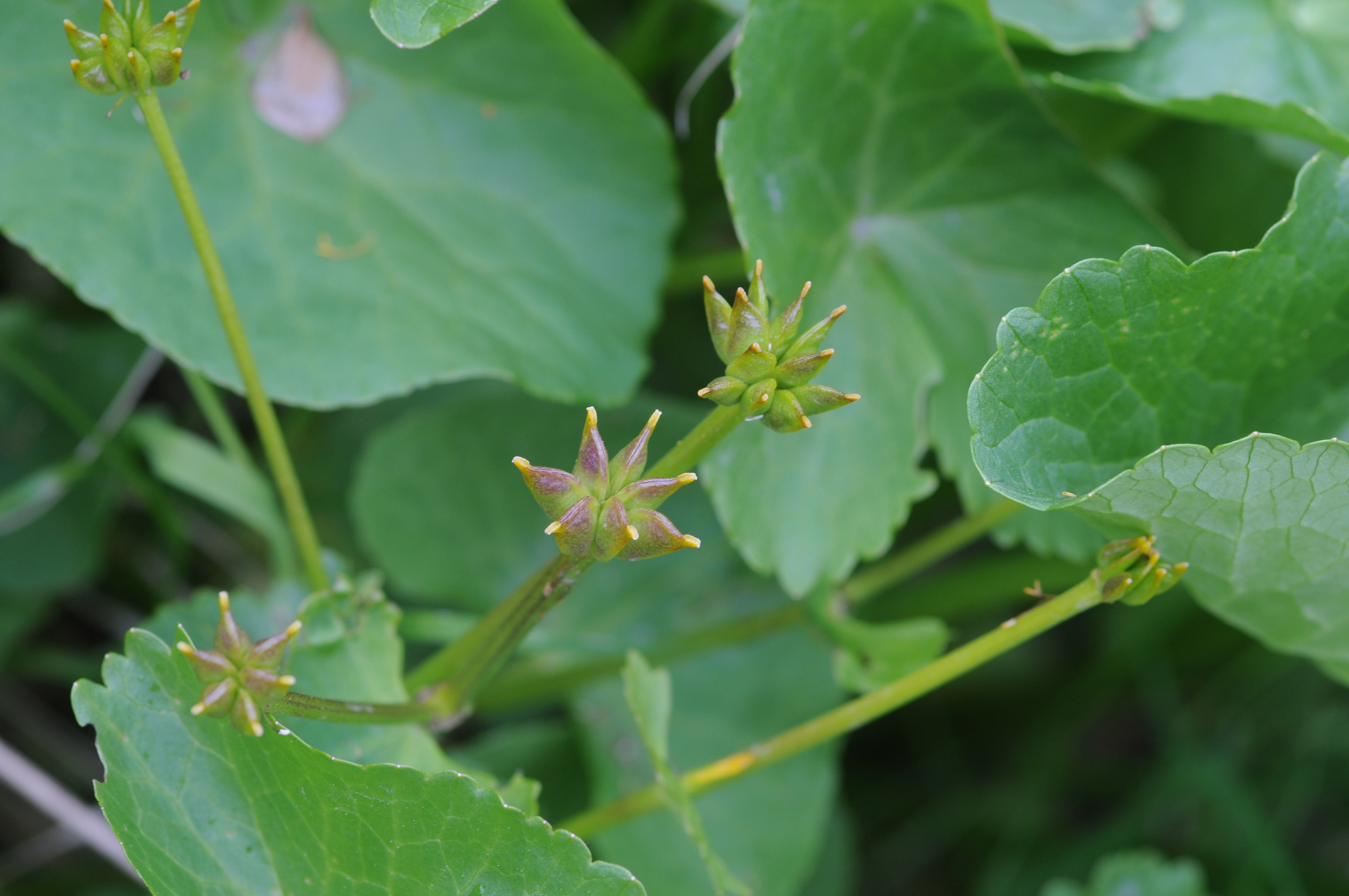 : Caltha palustris radicans.