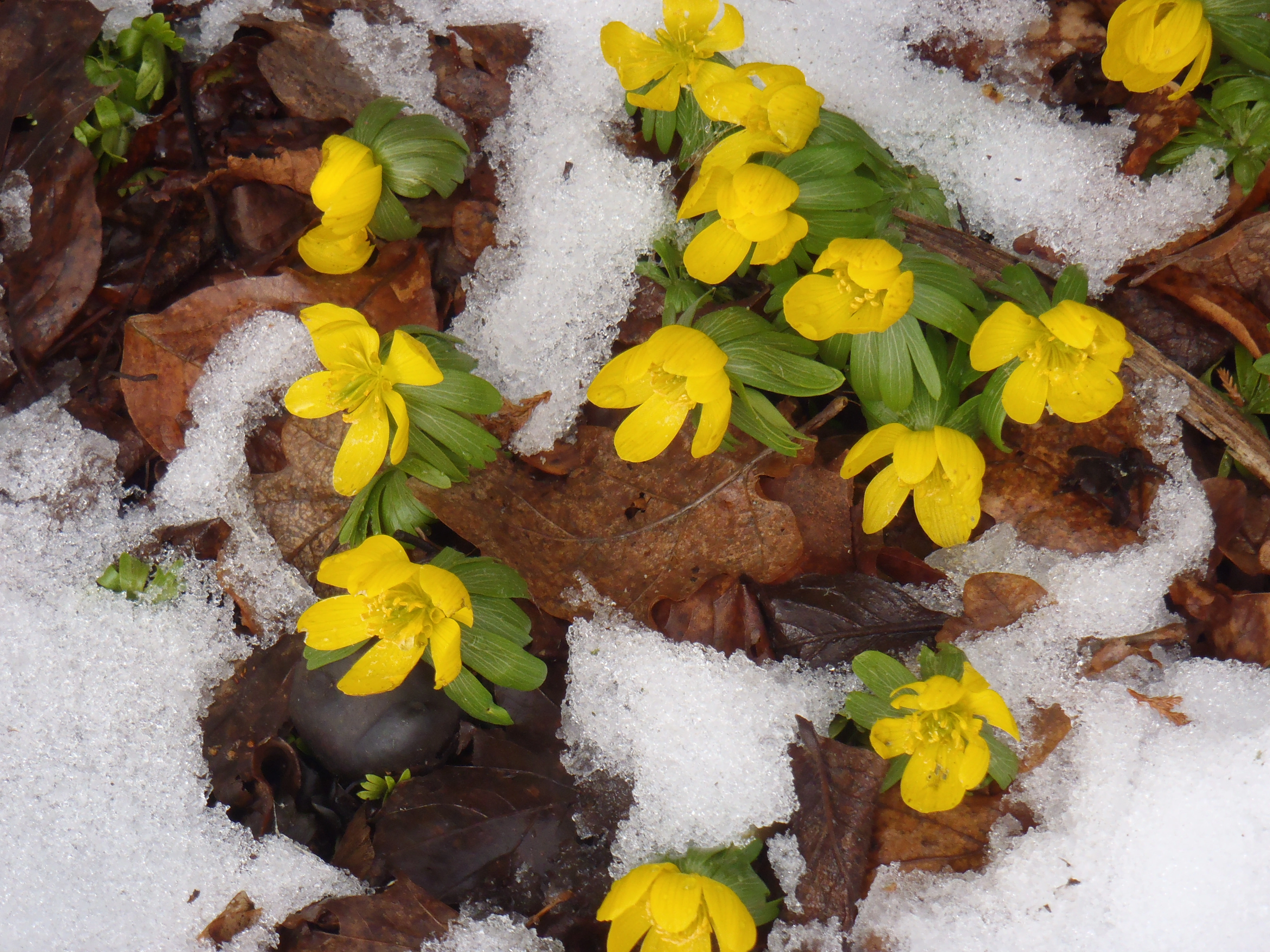 : Eranthis hyemalis.