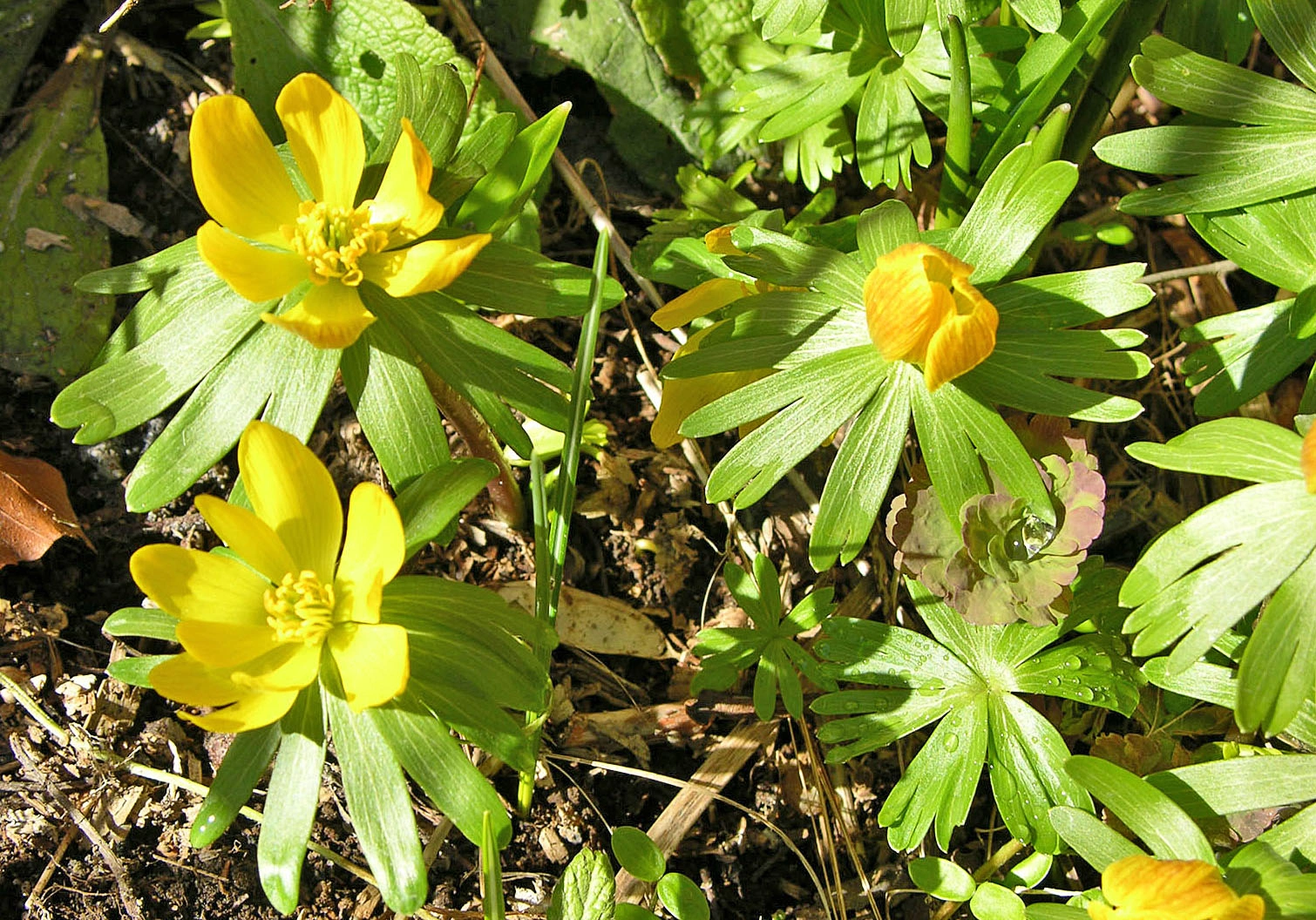 : Eranthis hyemalis.