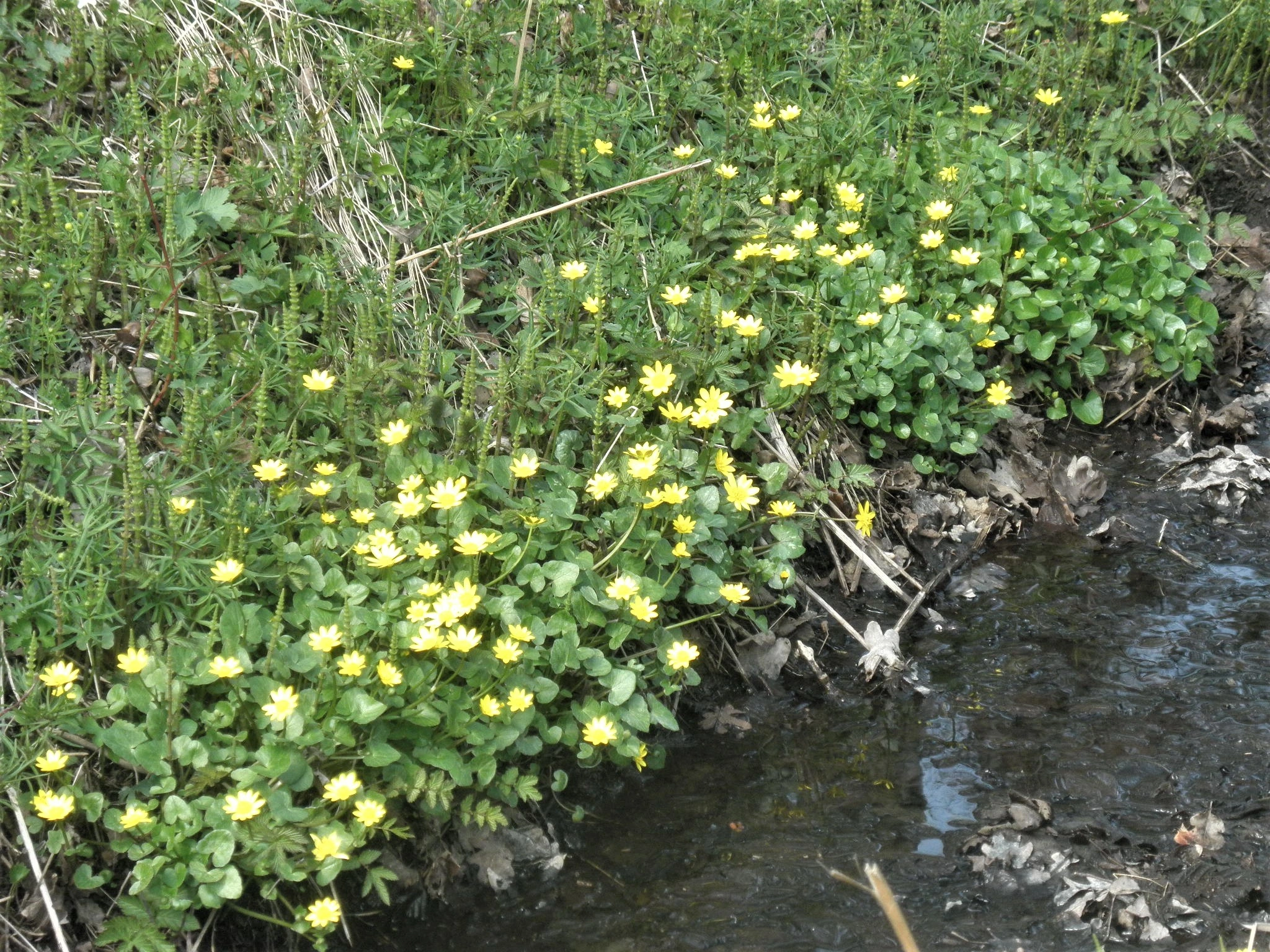 : Ficaria verna verna.