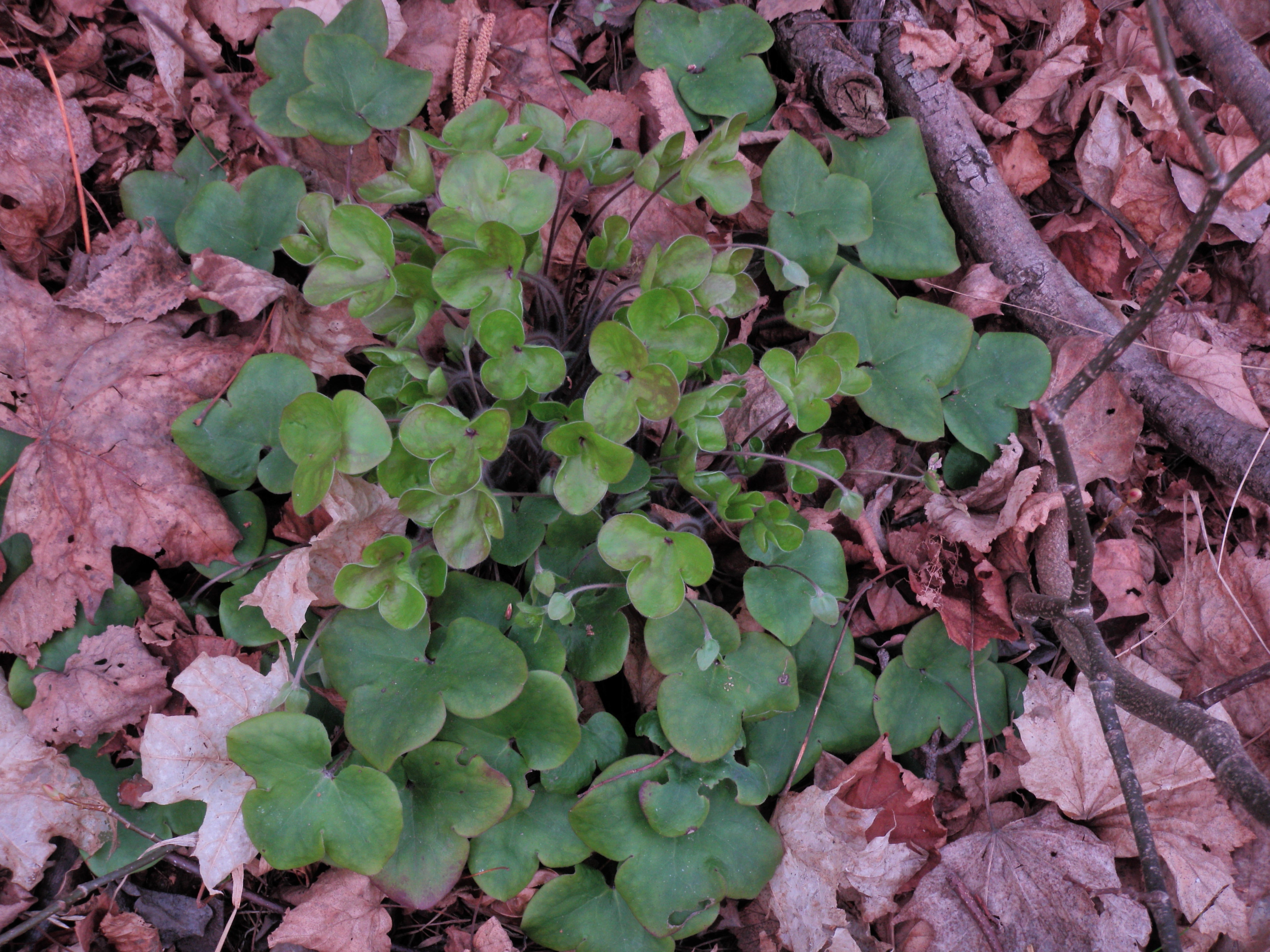 : Hepatica nobilis.