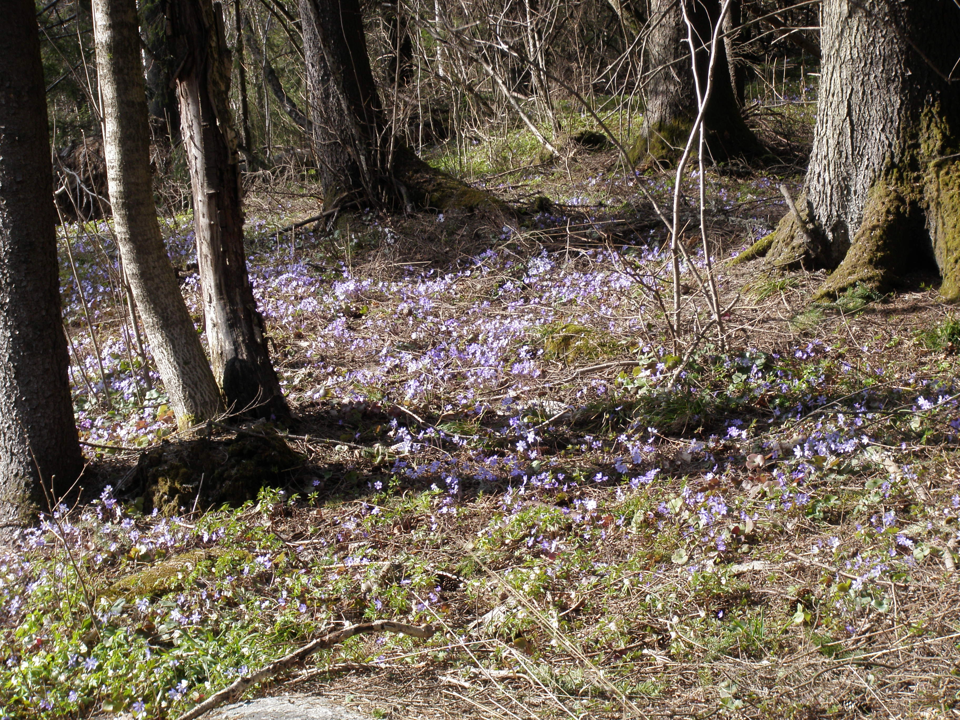 : Hepatica nobilis.