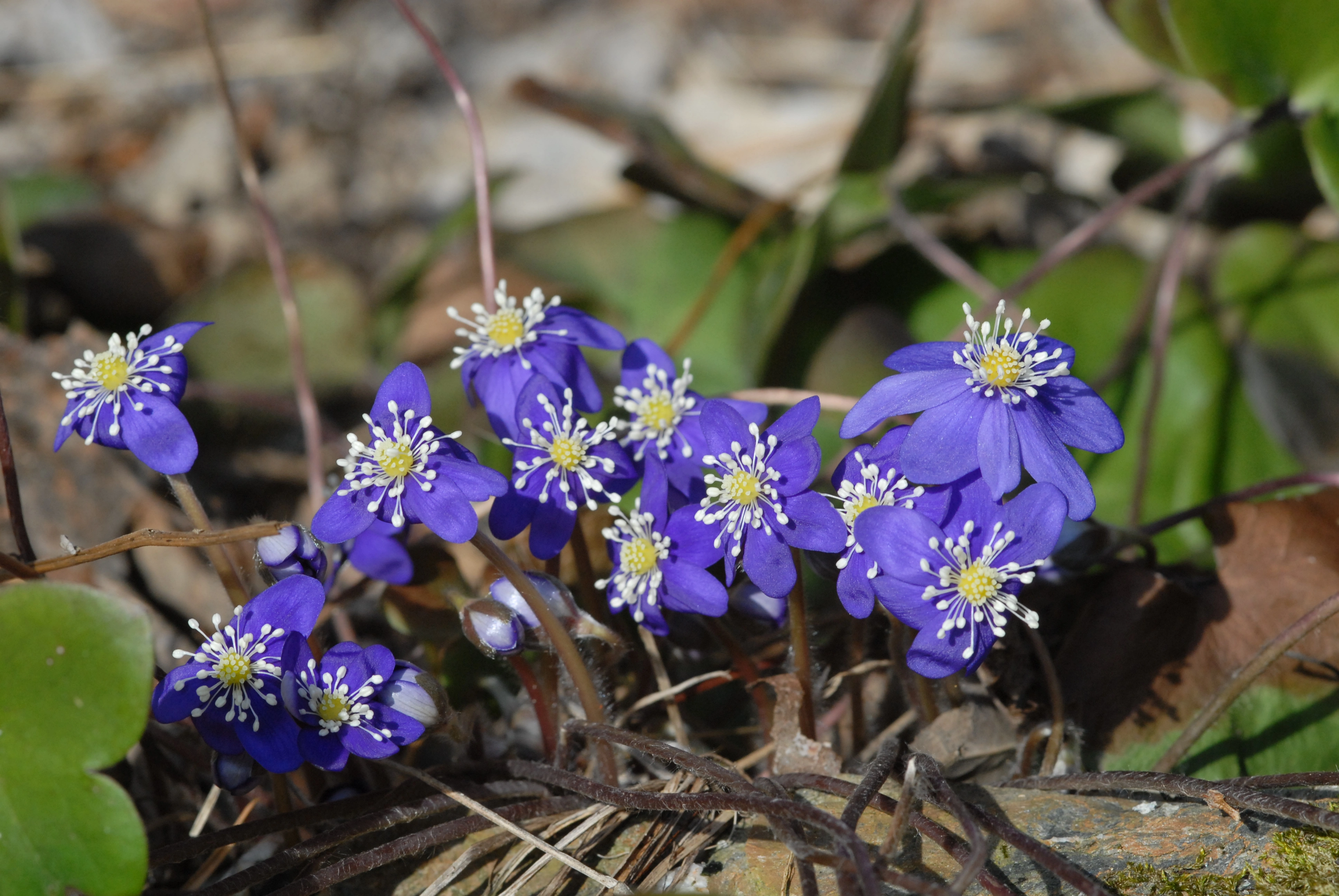 : Hepatica nobilis.