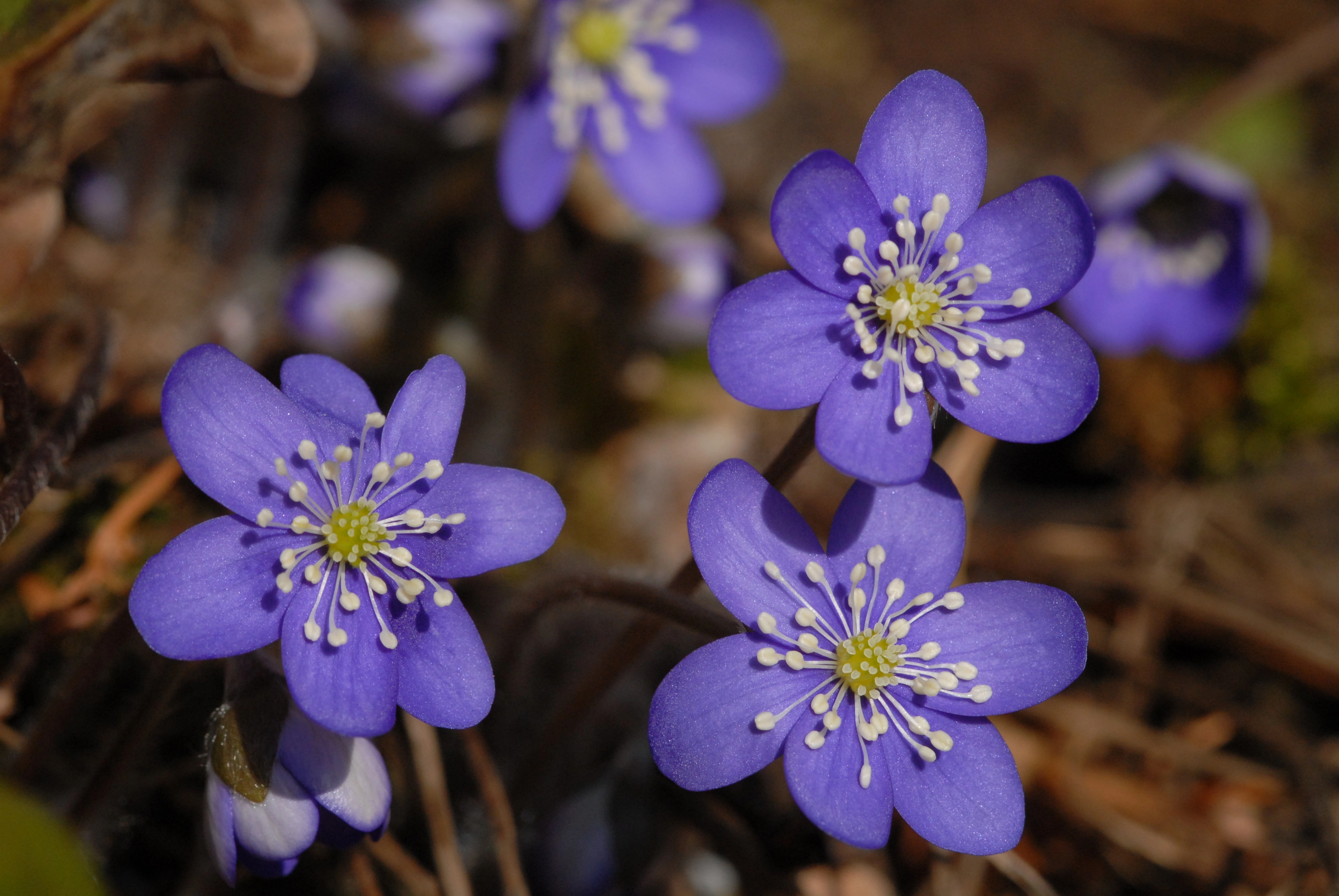 : Hepatica nobilis.