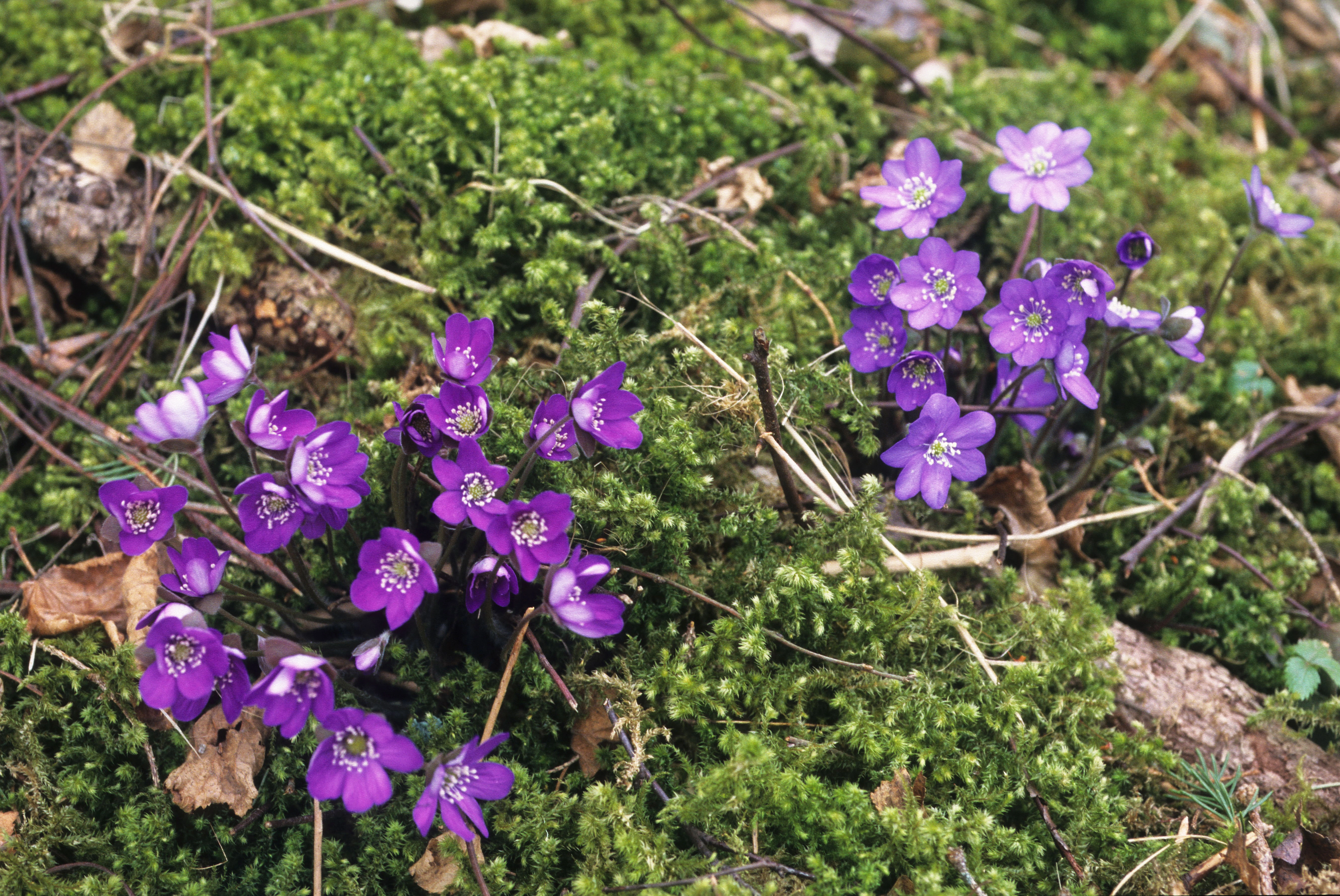 : Hepatica nobilis.