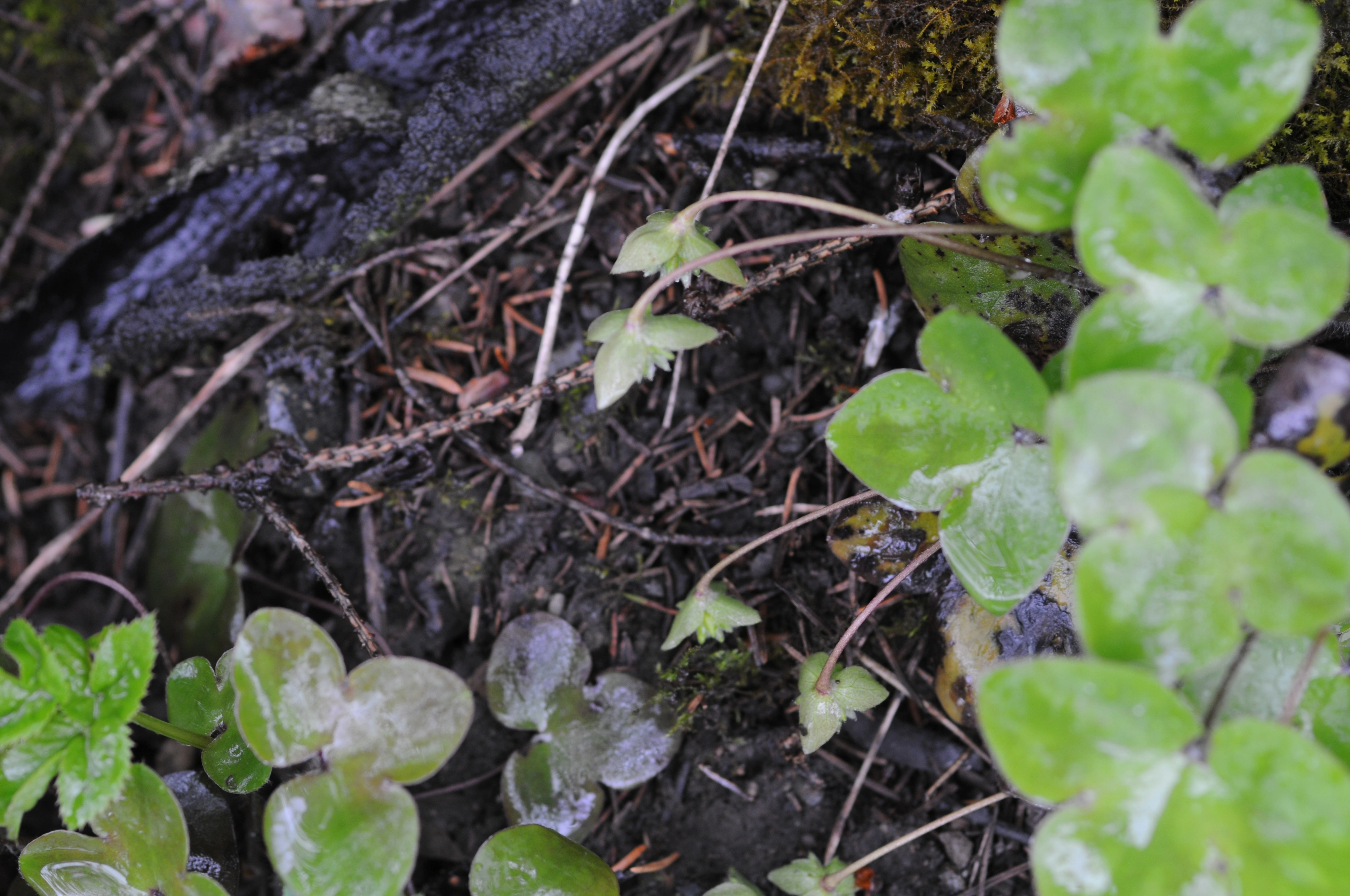 : Hepatica nobilis.