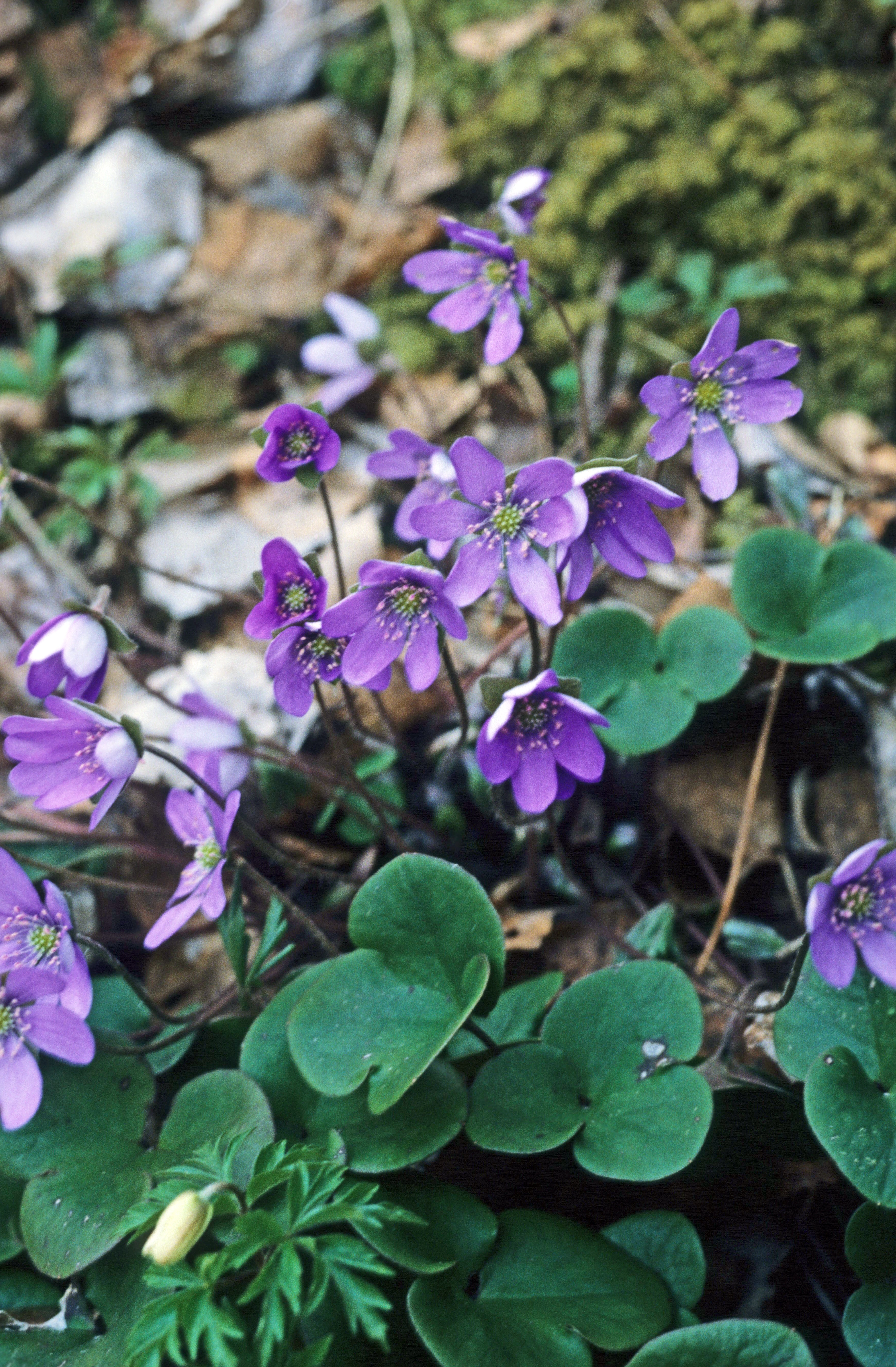 : Hepatica nobilis.