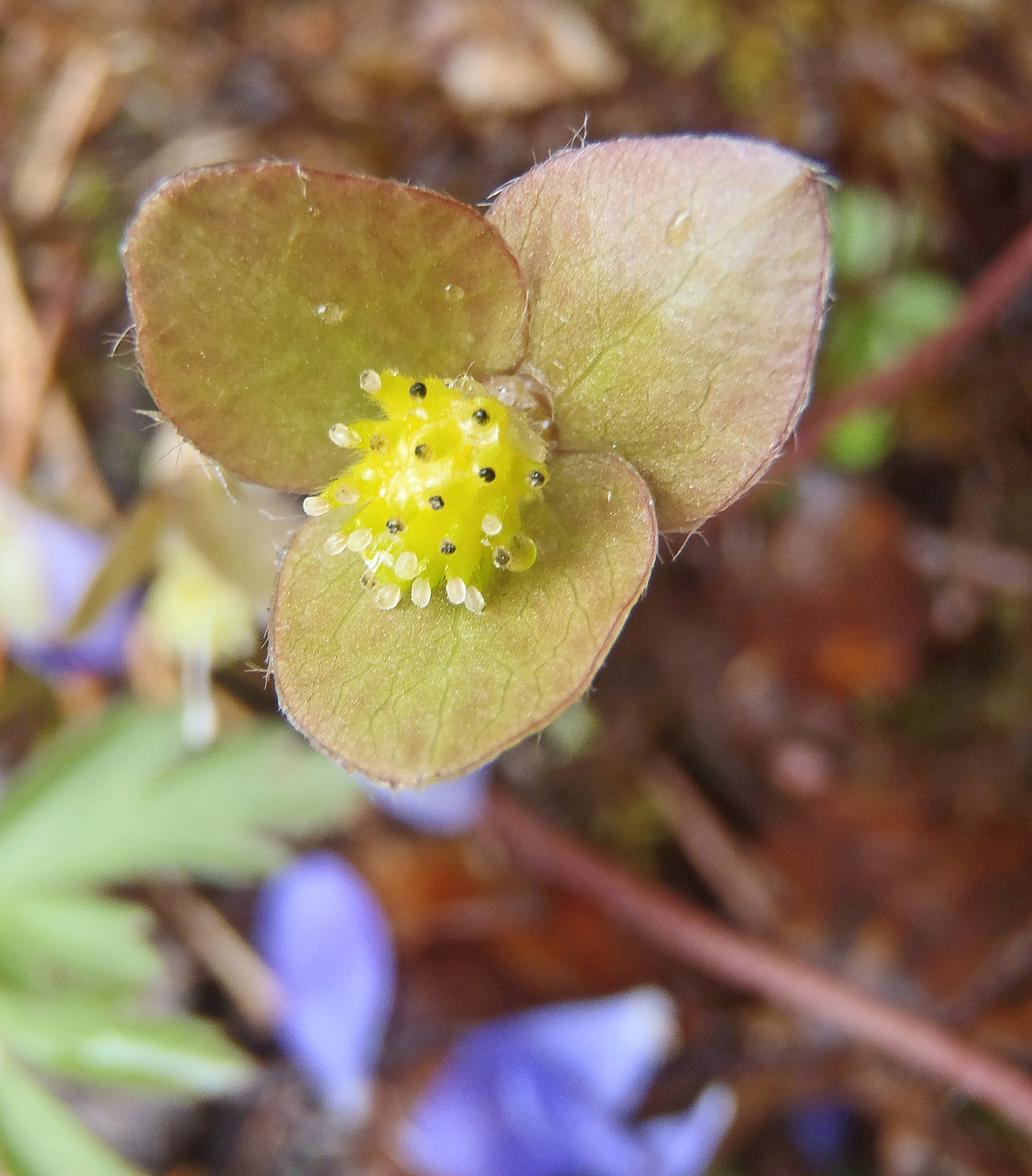 : Hepatica nobilis.