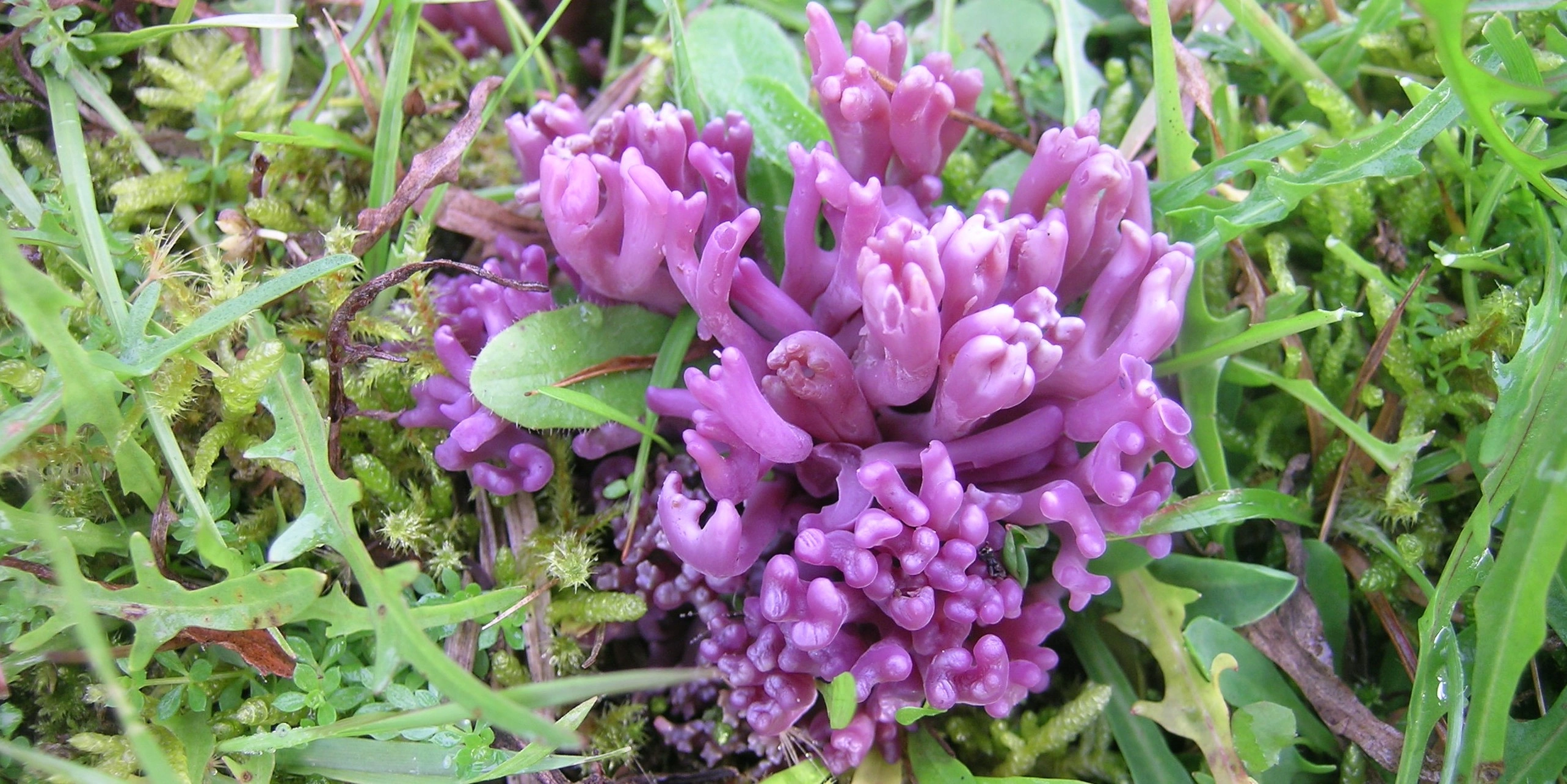 : Clavaria zollingeri.