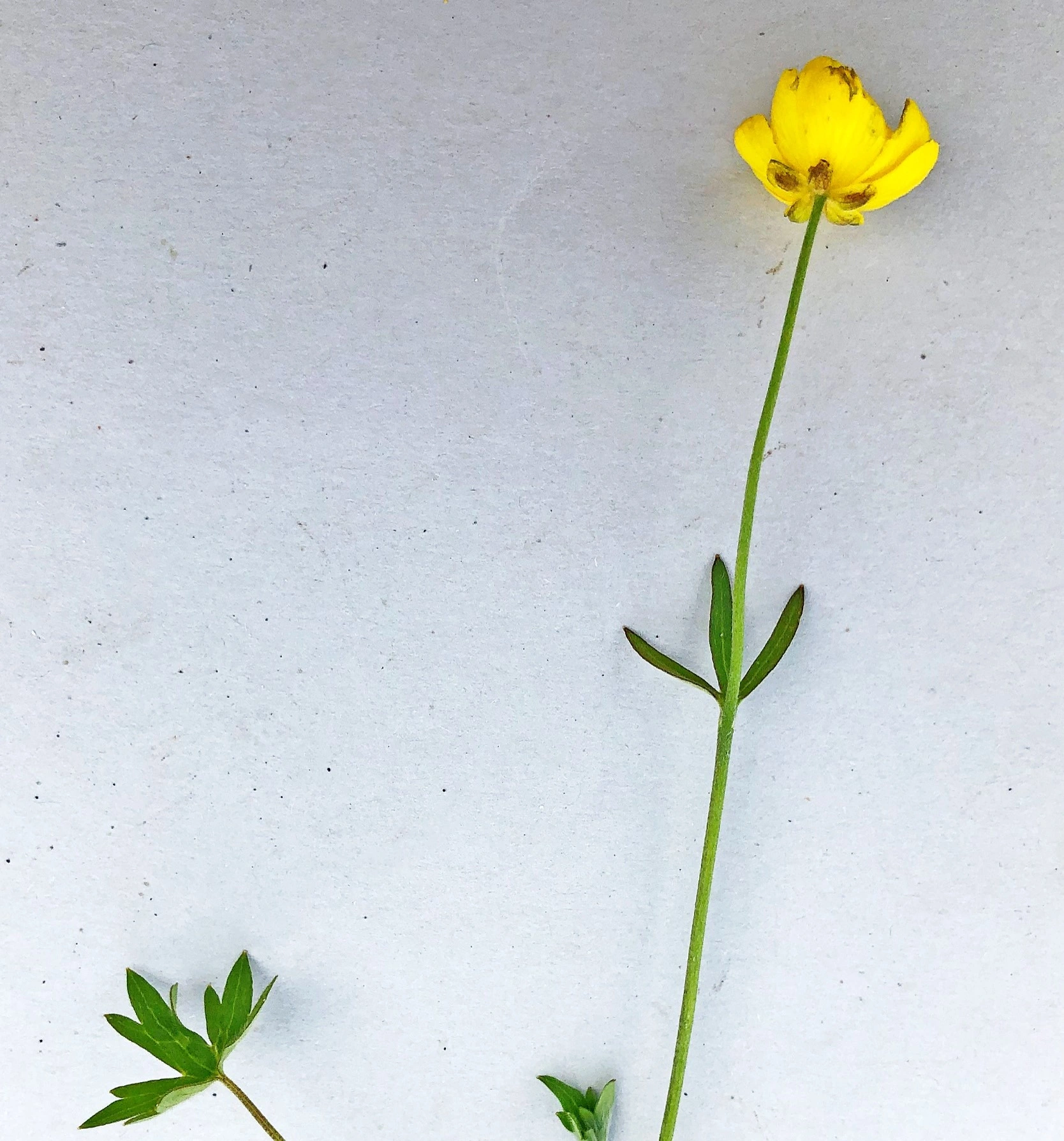 : Ranunculus subborealis subborealis.