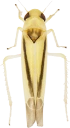 : Cicadellidae.