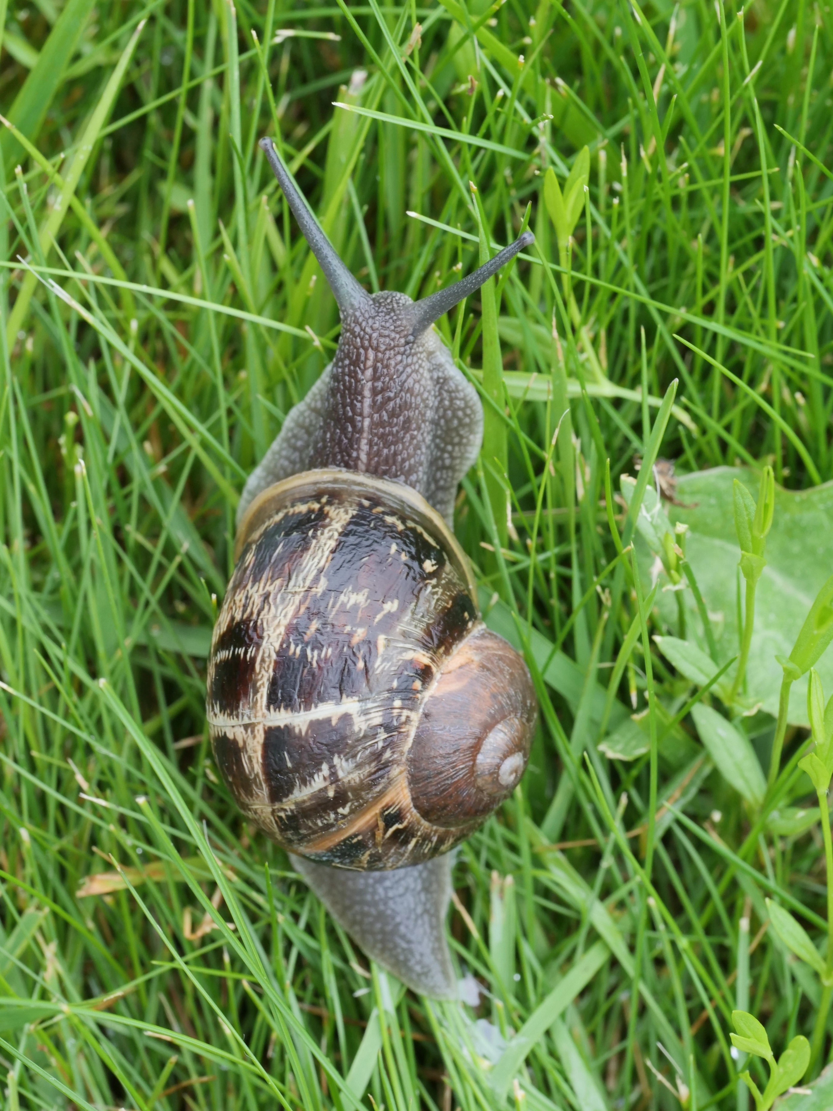 : Cornu aspersum.