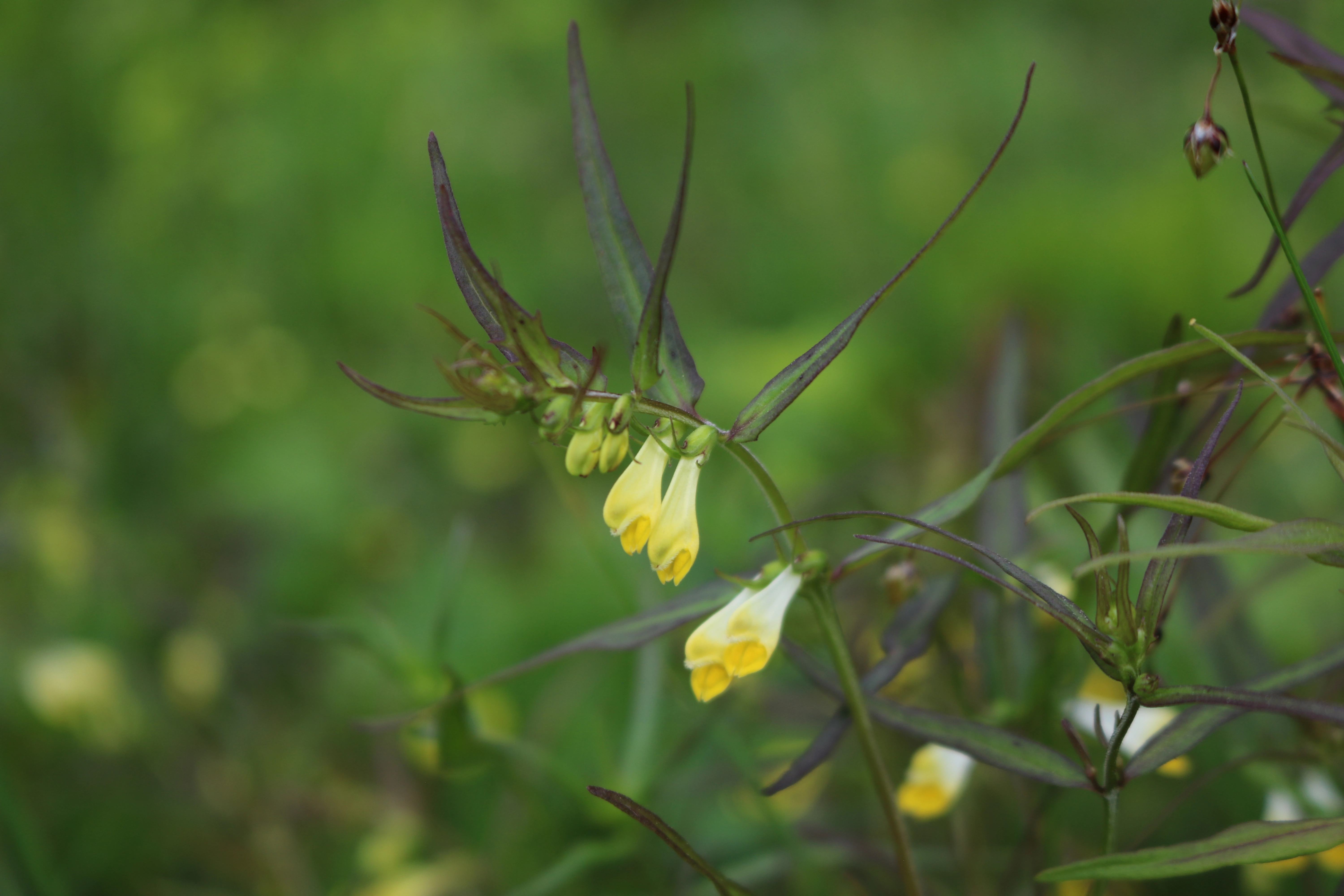 : Melampyrum pratense.