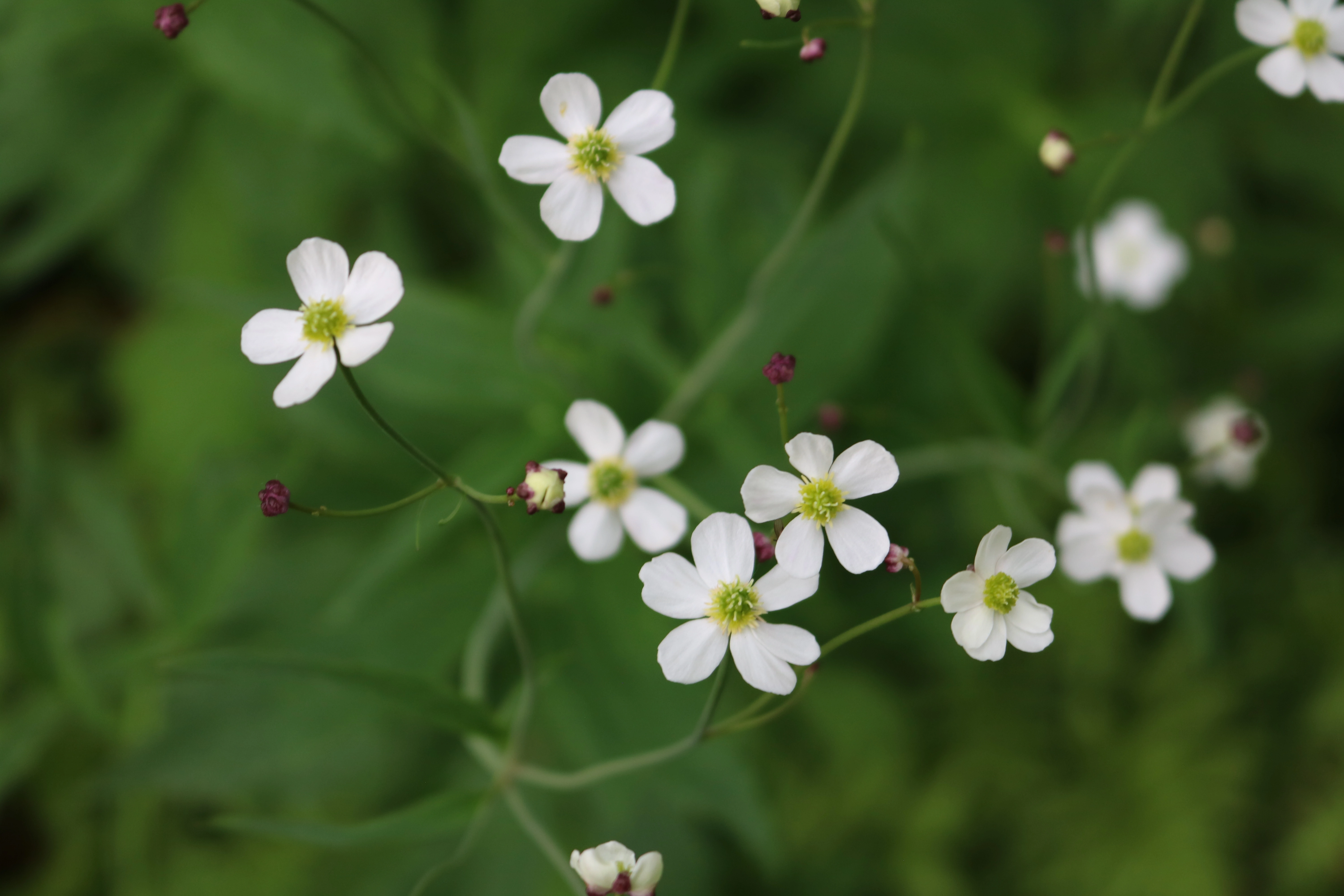 : Ranunculus platanifolius.