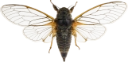 : Cicadetta montana.
