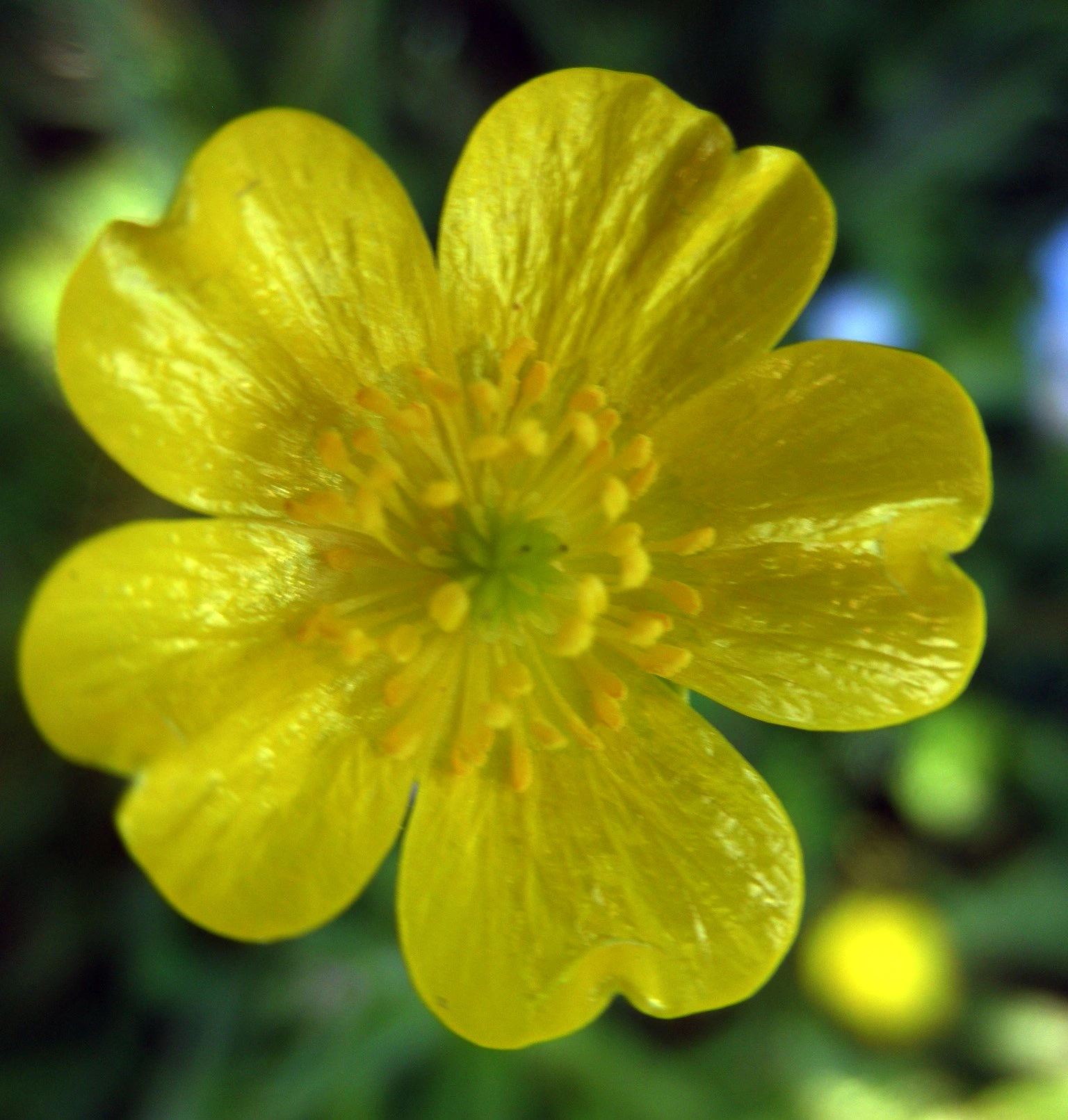 : Ranunculus acris acris.