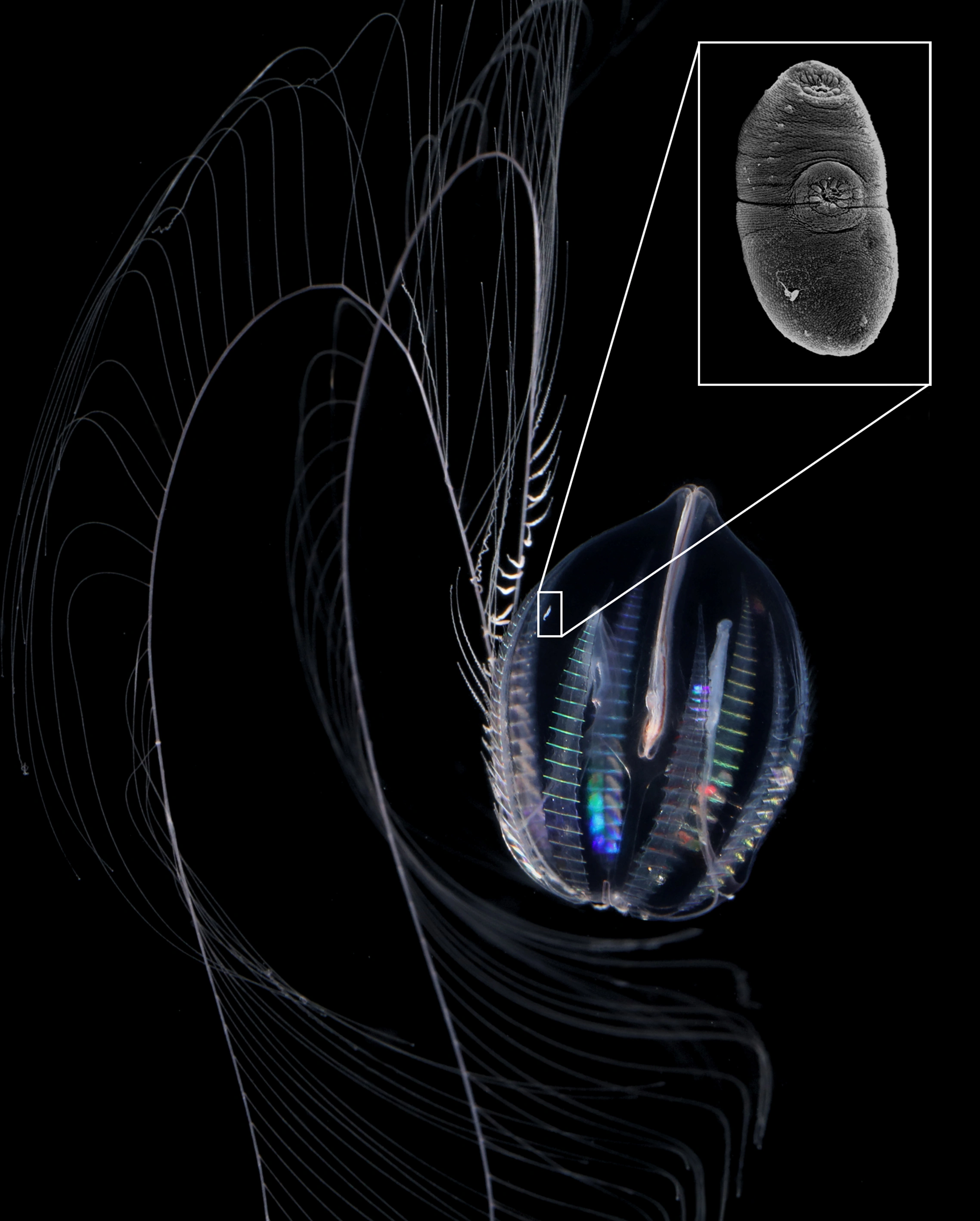 : Trematoda. : Pleurobrachia pileus.