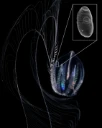 : Trematoda. : Pleurobrachia pileus.