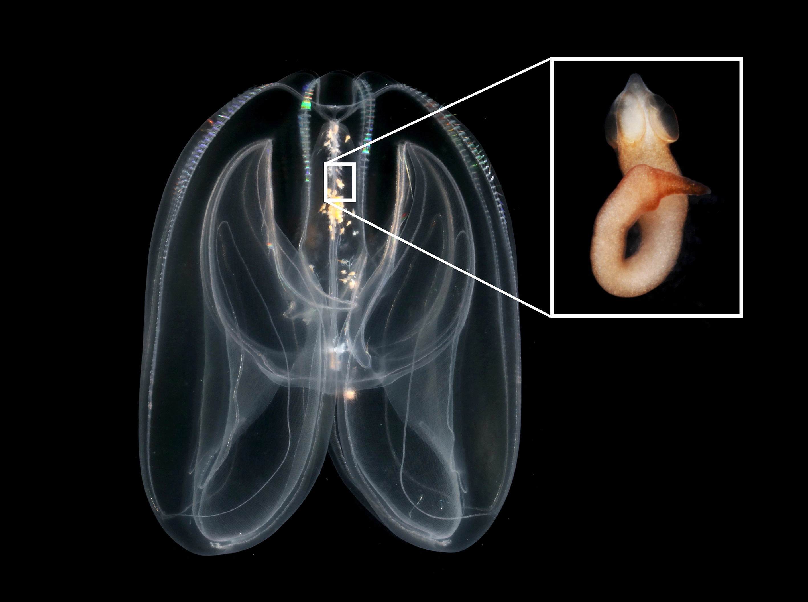 : Cestoda. : Mnemiopsis leidyi.