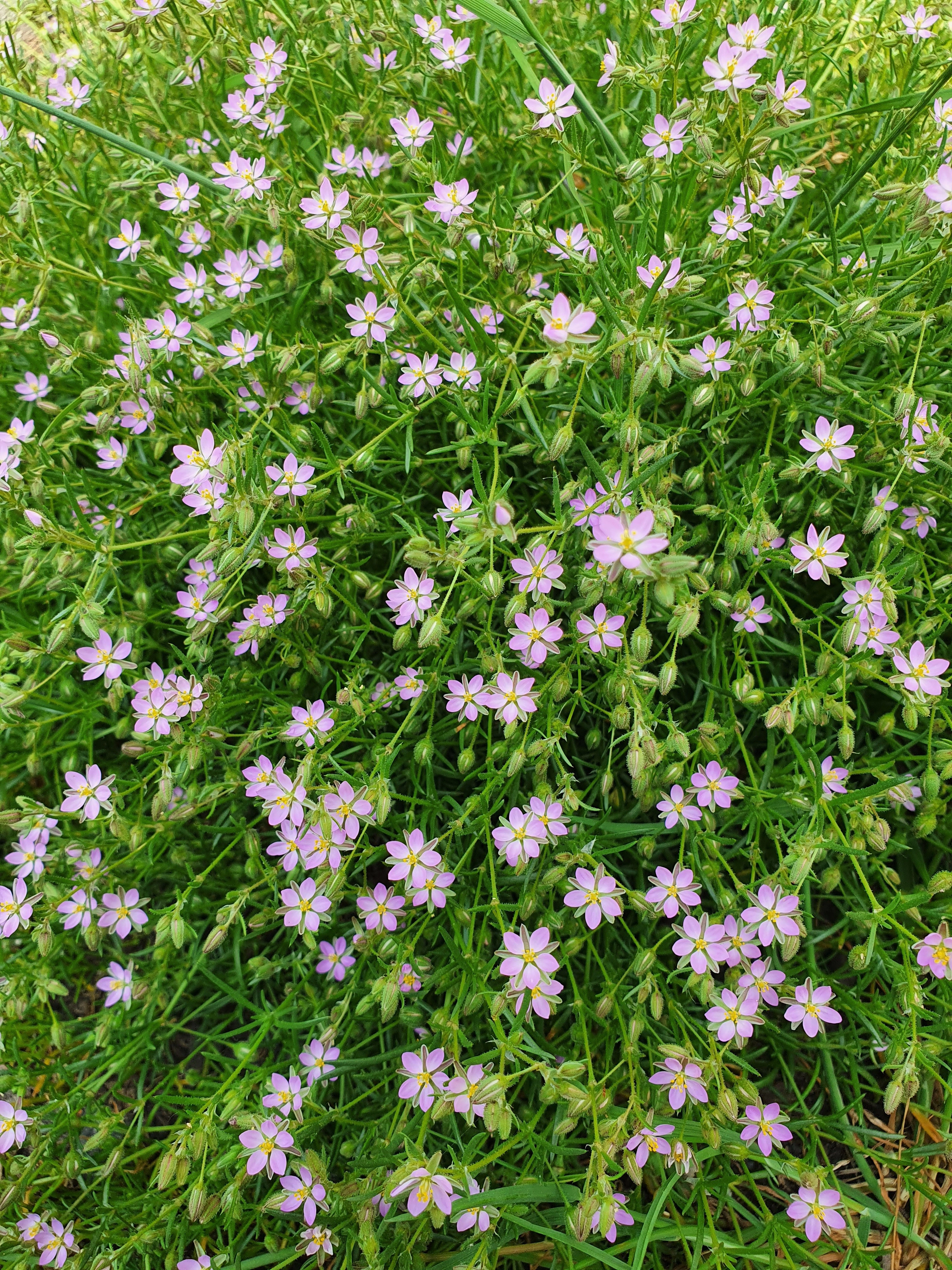 : Spergularia rubra.