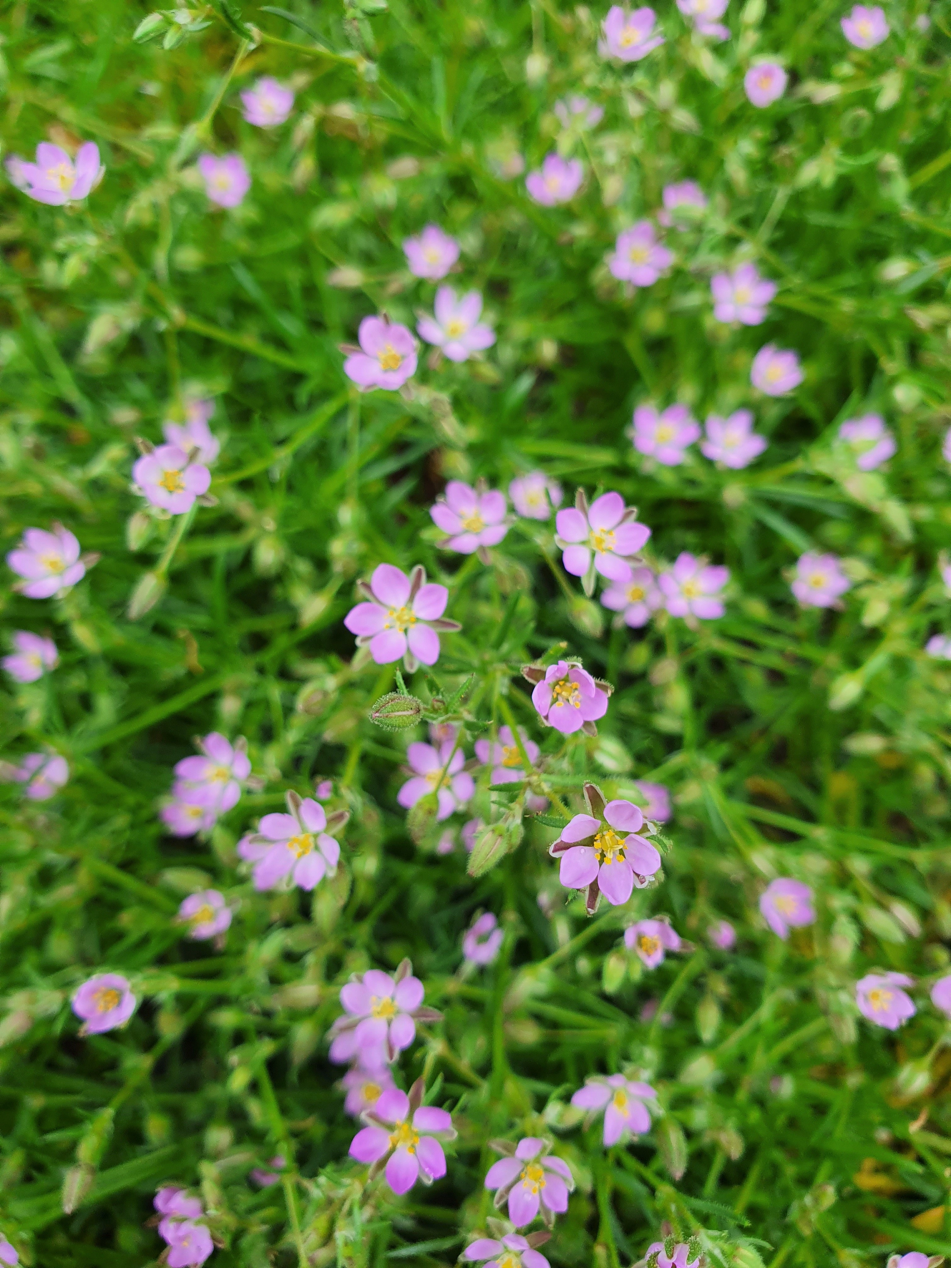 : Spergularia rubra.