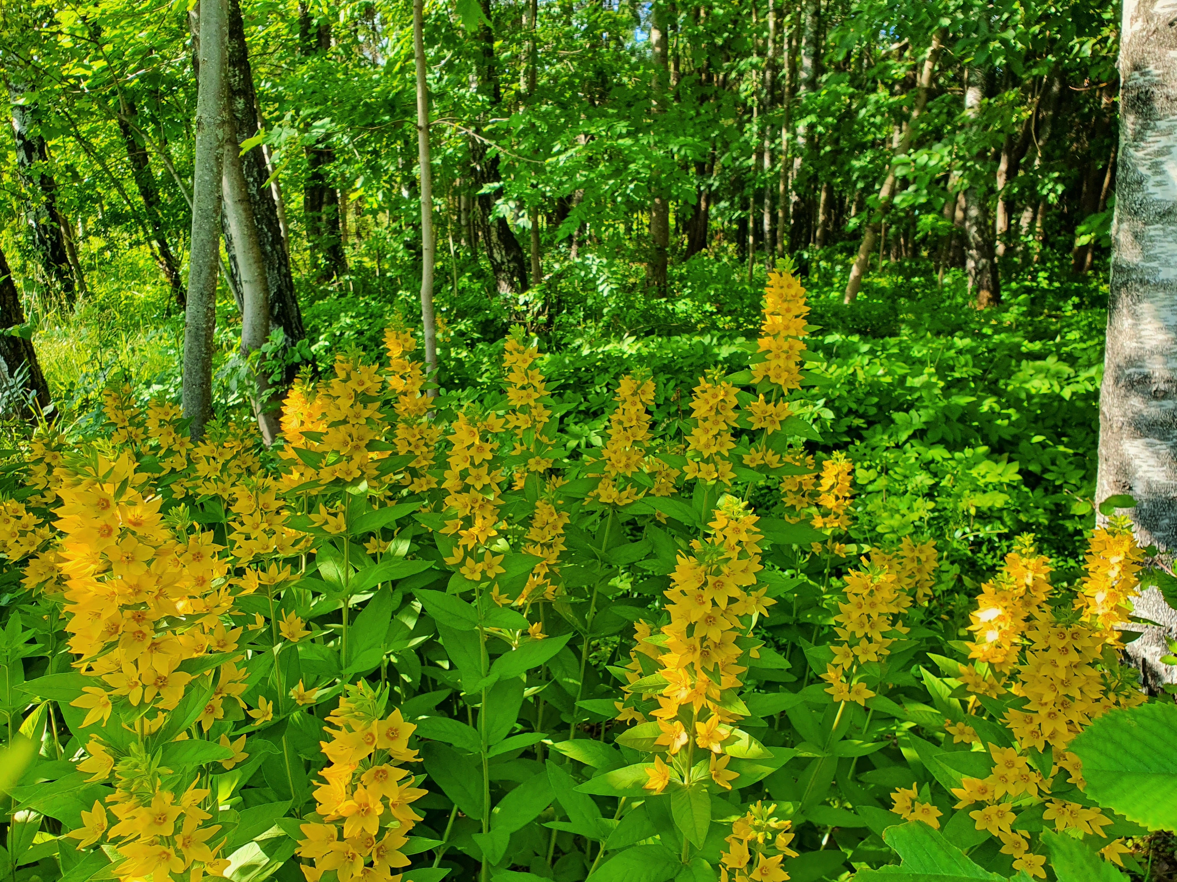 : Lysimachia punctata.