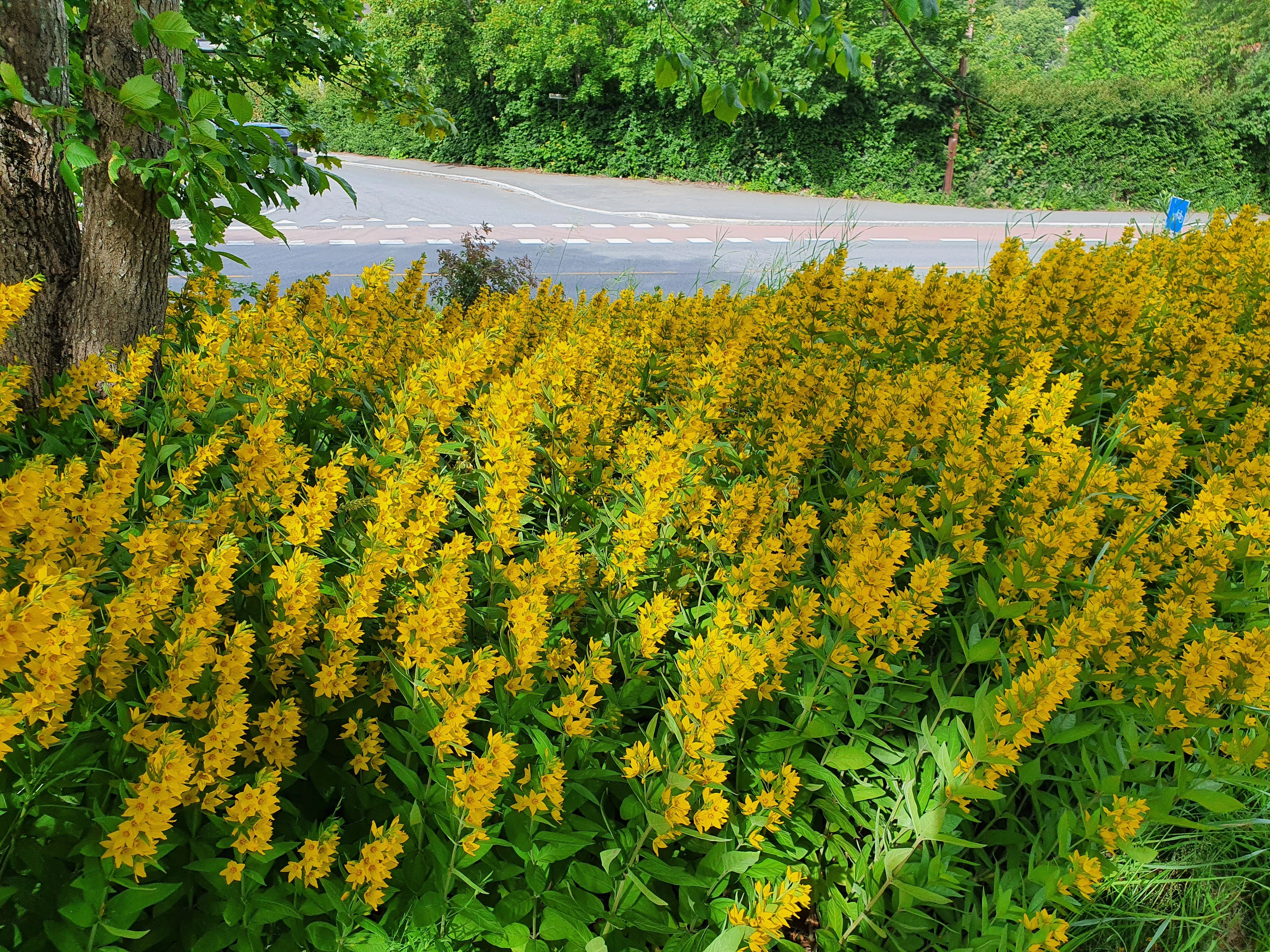 : Lysimachia punctata.