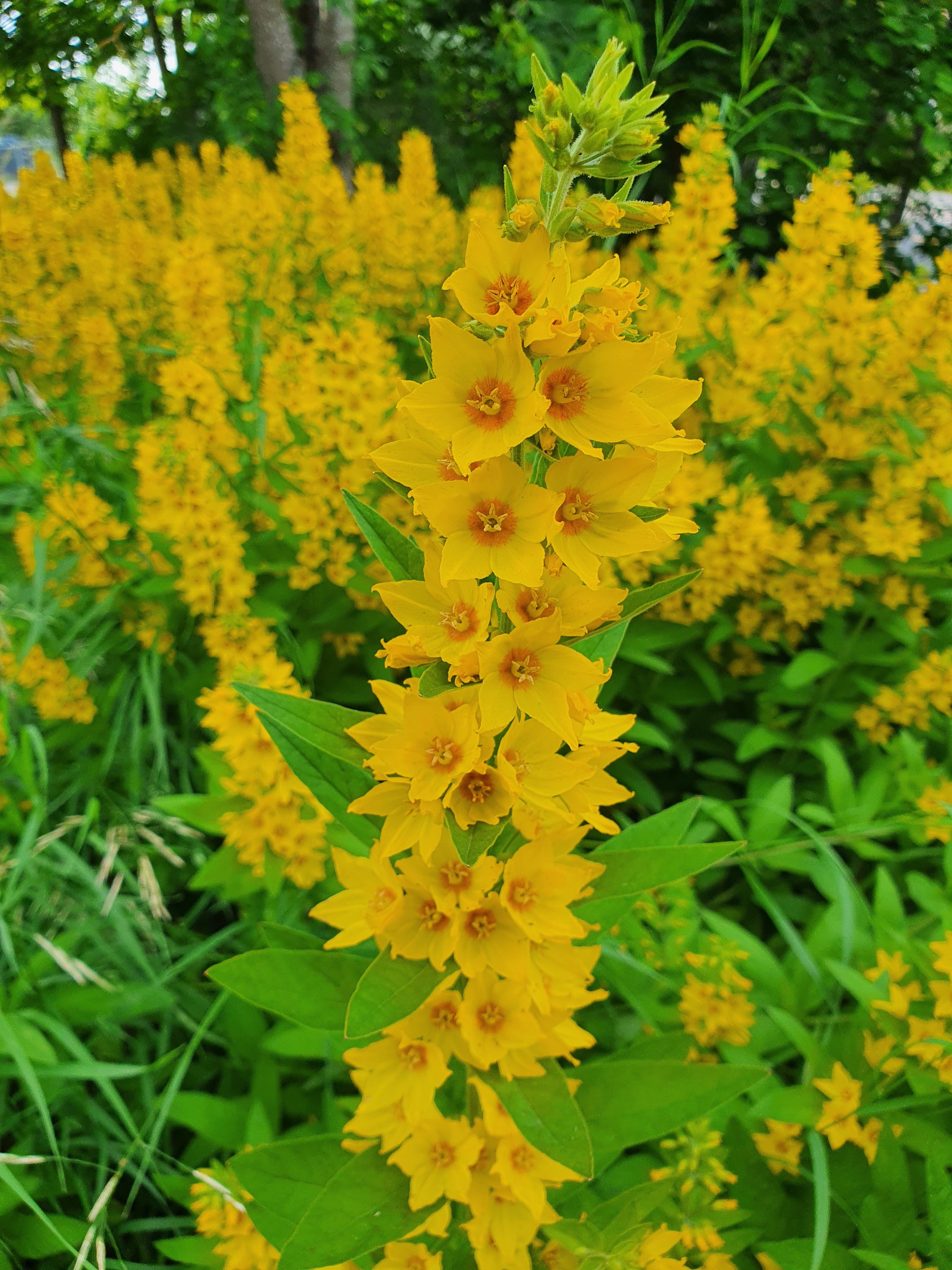 : Lysimachia punctata.