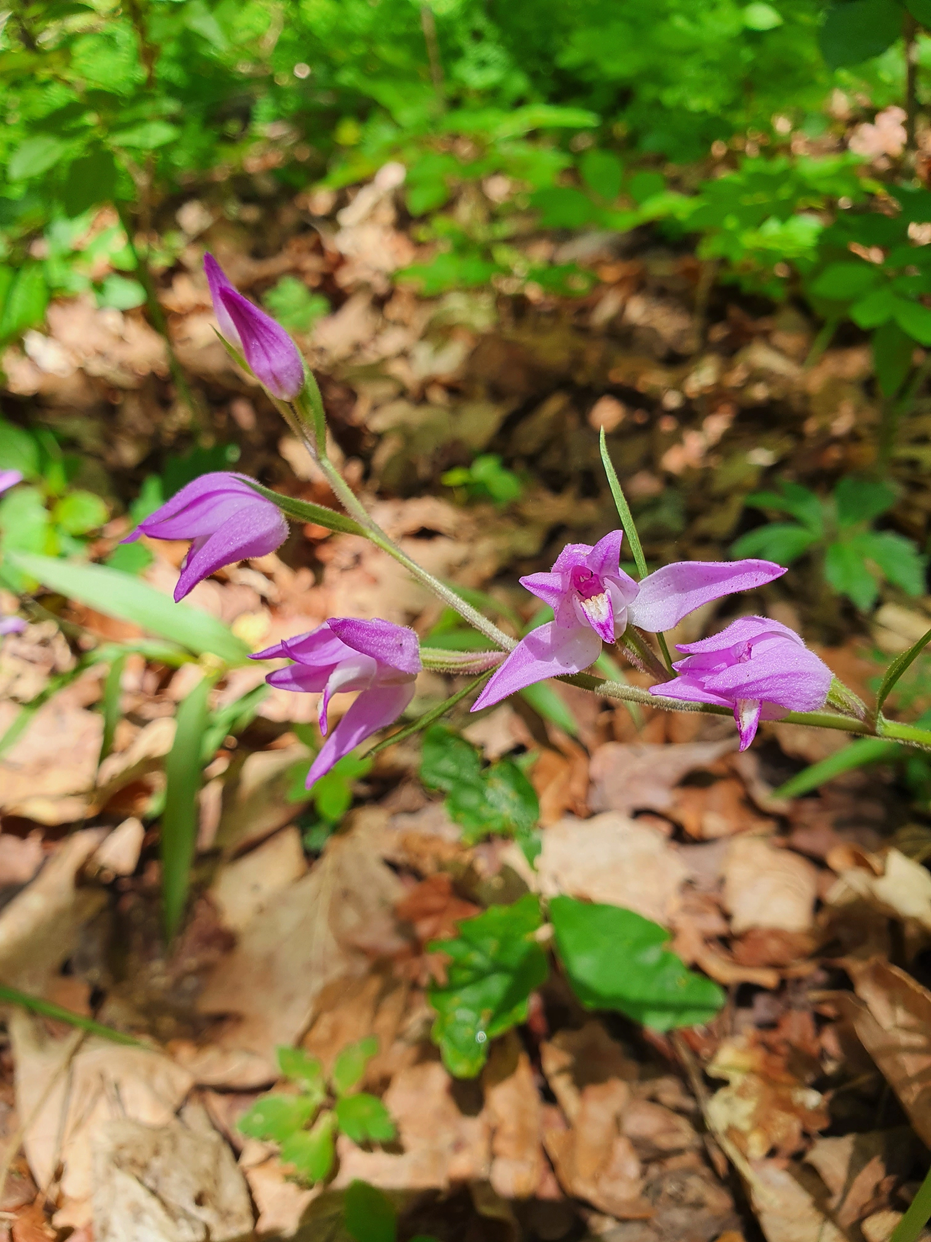 : Cephalanthera rubra.